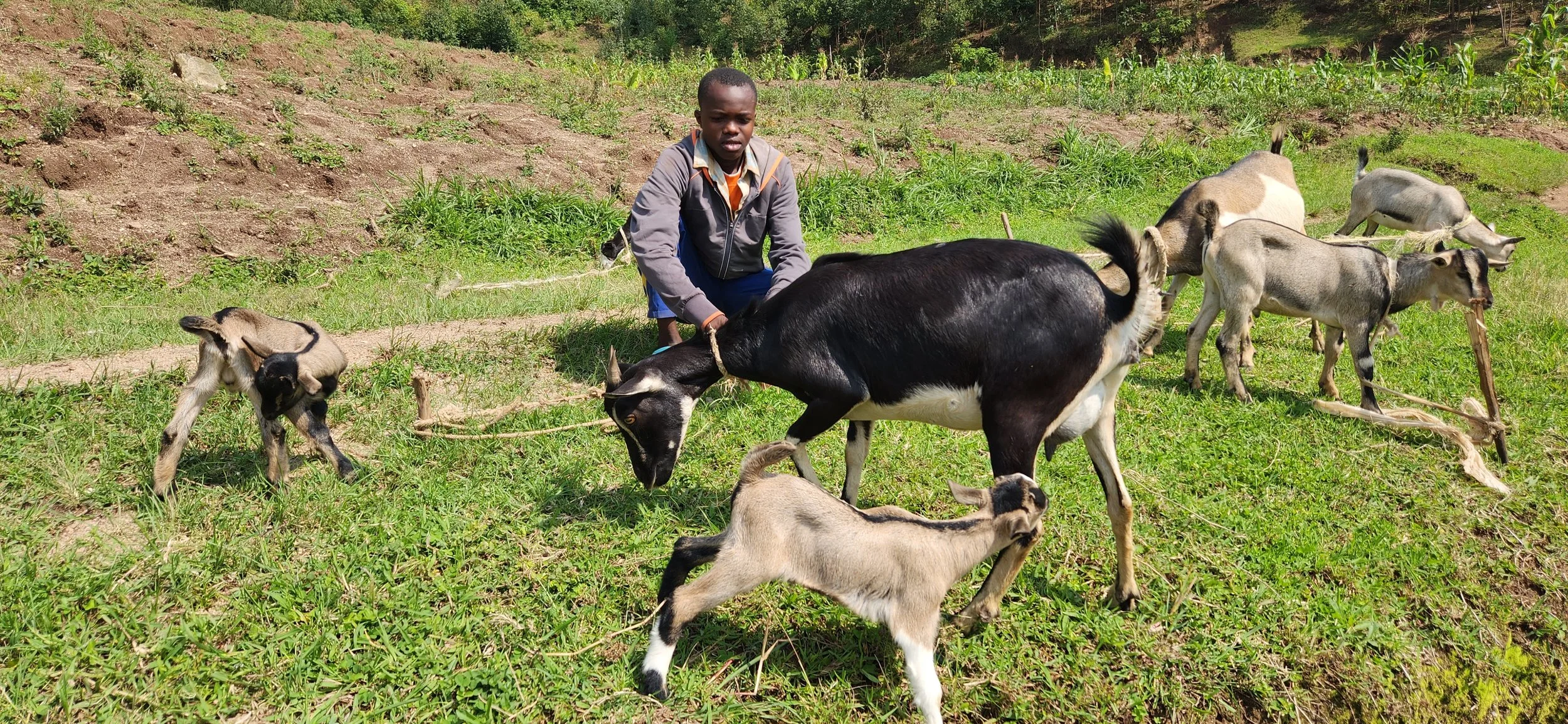 A young boy tending to a herd of goats in a grassy field with rolling hills and trees in the background.