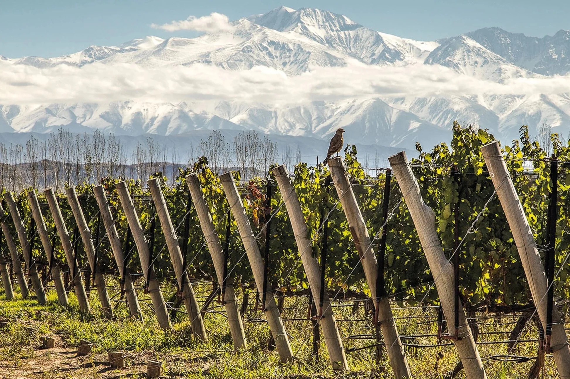 Dieter Meier Malbec Argentina Organic Red Wine Fine Boutique