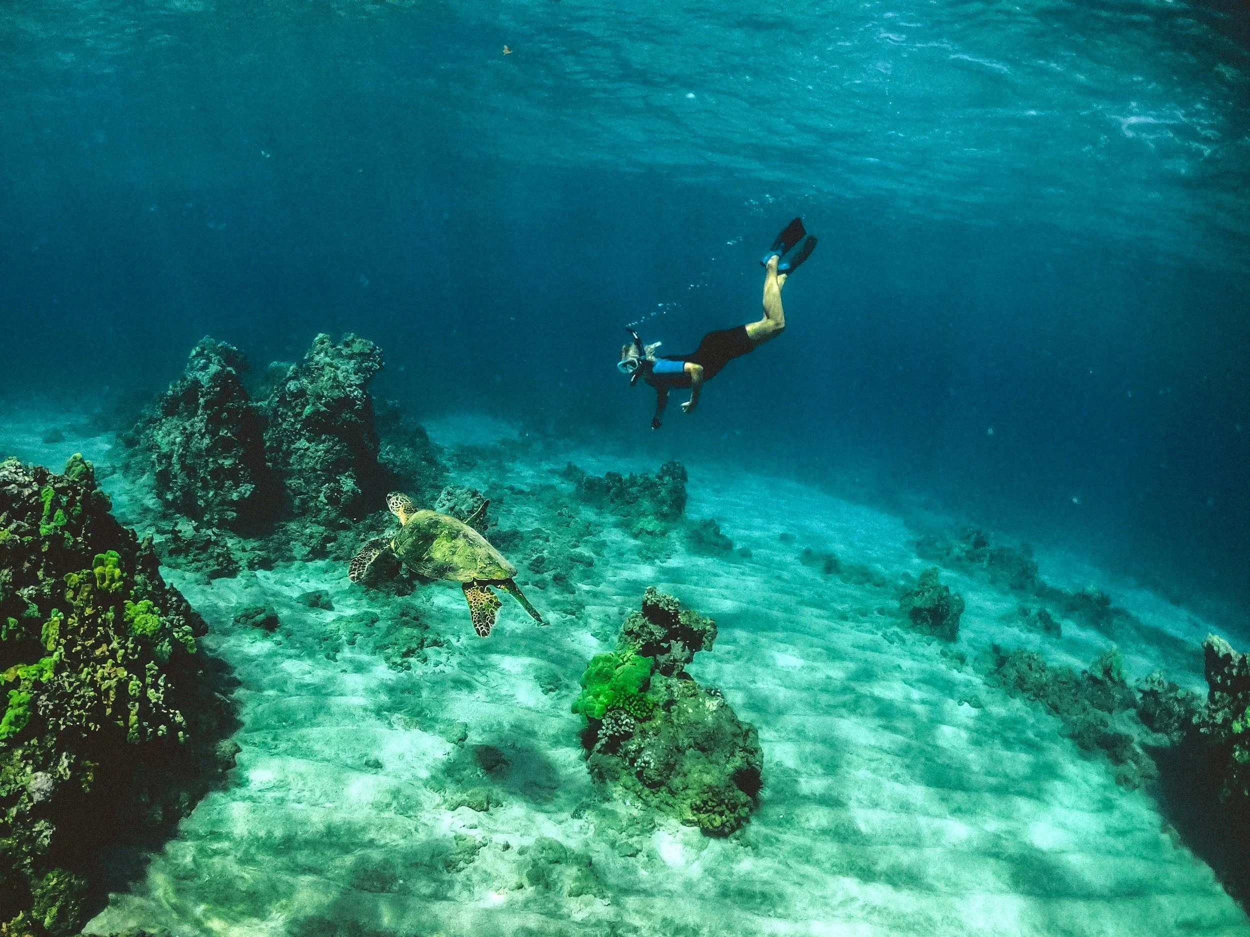 A person scuba diving underwater near coral reefs and a turtle.