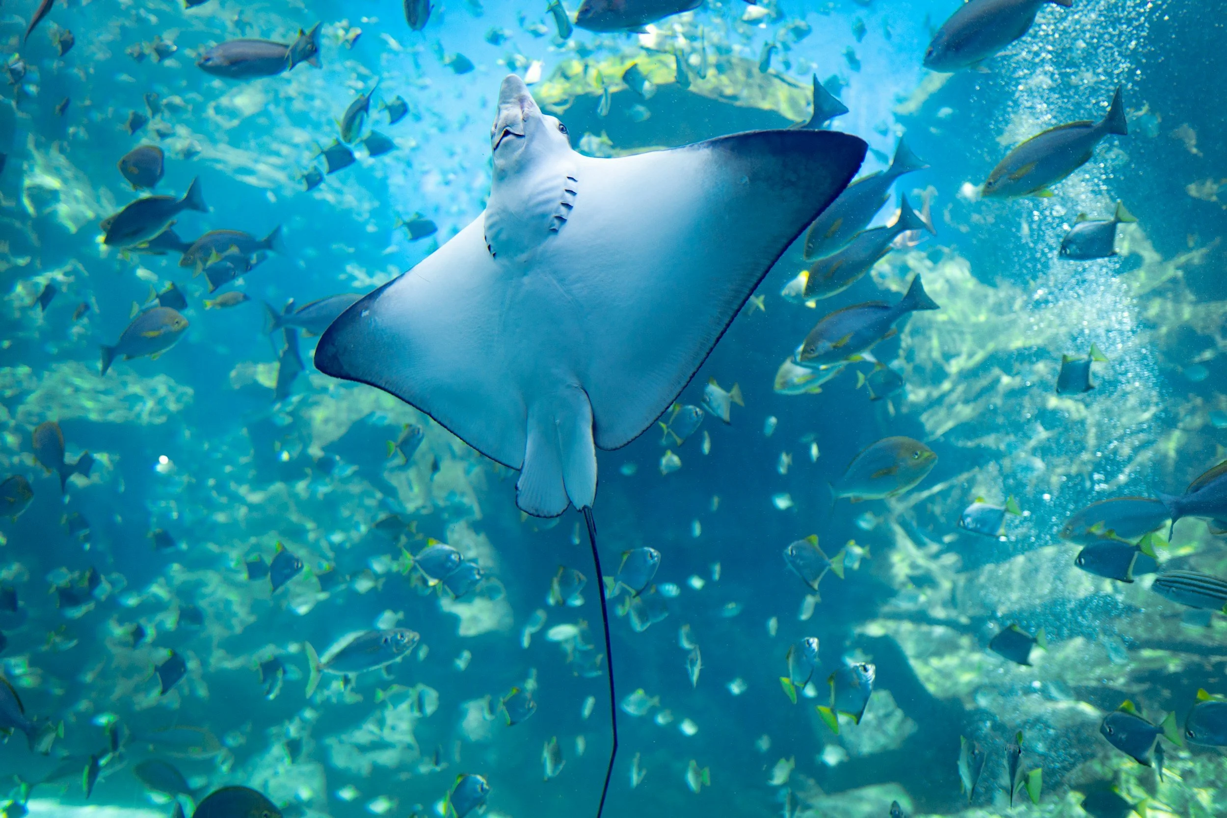 A large manta ray swimming underwater surrounded by smaller fish.