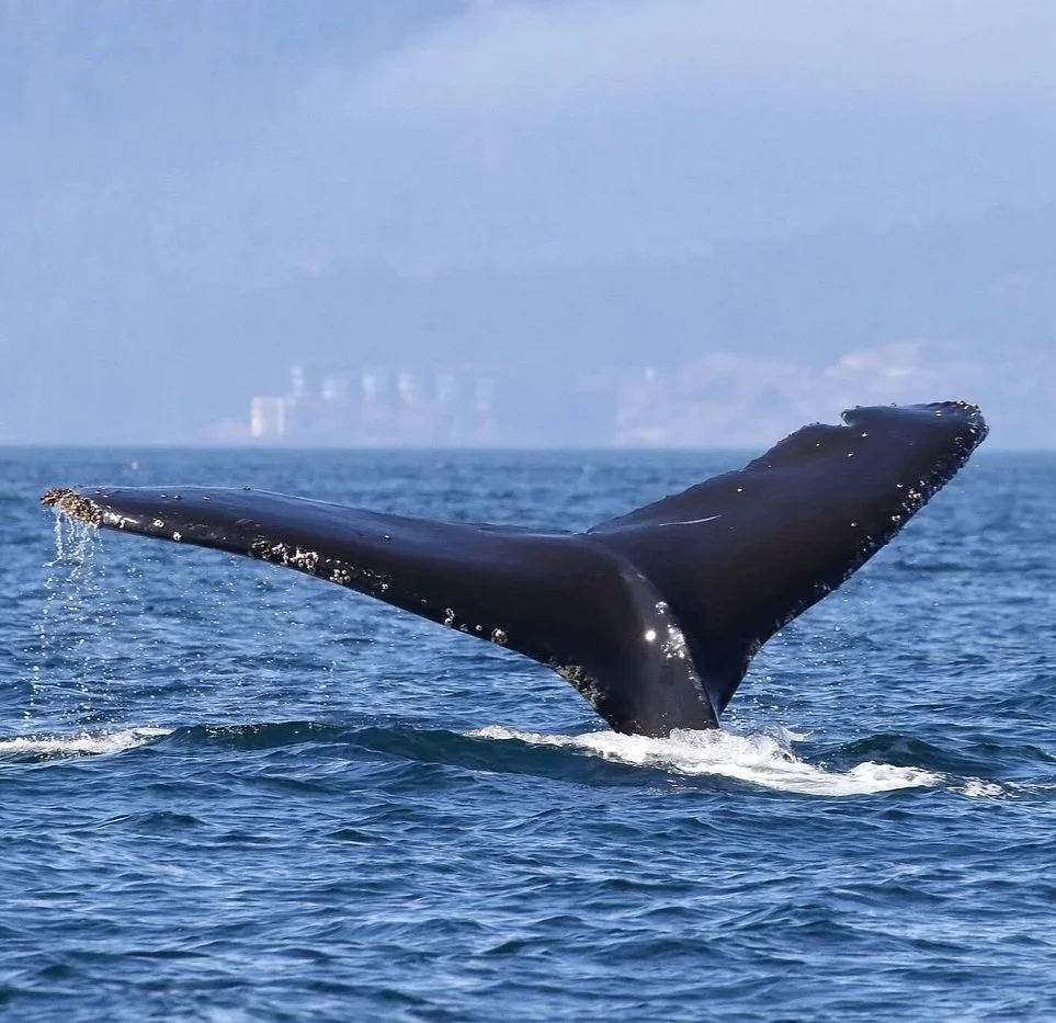A whale's tail emerging from the ocean water with a city skyline in the background.
