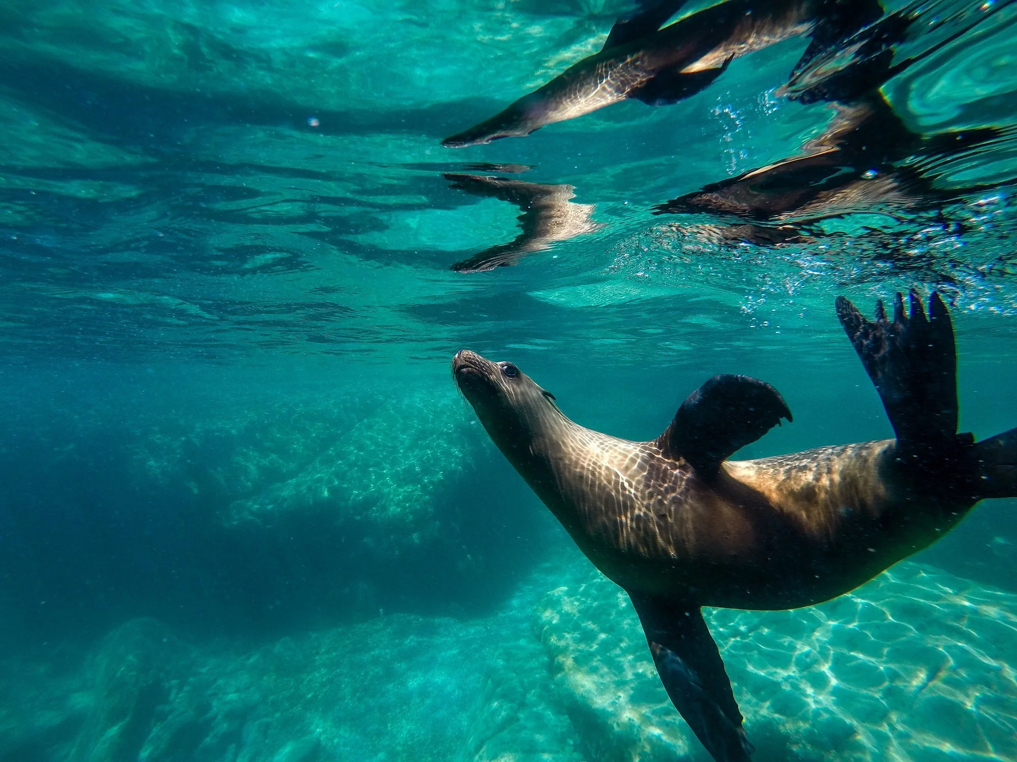 Underwater view of a sea lion swimming, with other sea lions visible near the water surface and sunlight filtering through the water.