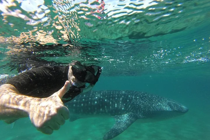 Person snorkeling underwater giving a thumbs-up with a whale shark swimming nearby.
