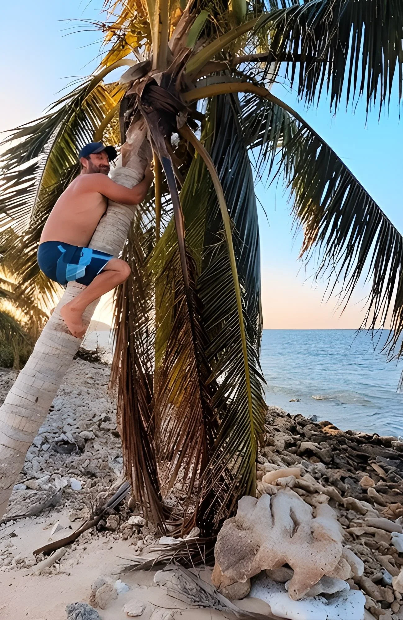 A man wearing blue swim trunks and a black cap is climbing a palm tree at the beach, with the ocean and sky in the background.