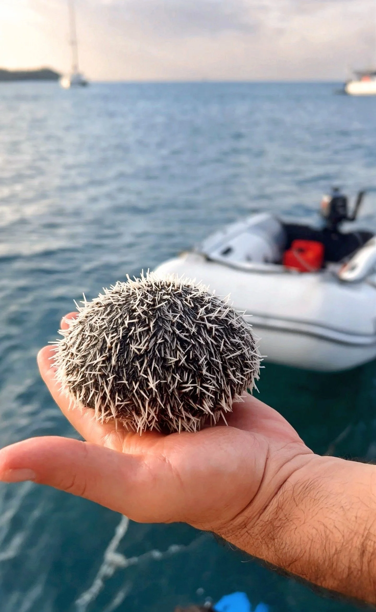 A hand holding a sea urchin with spines, with a body of water and boats in the background.