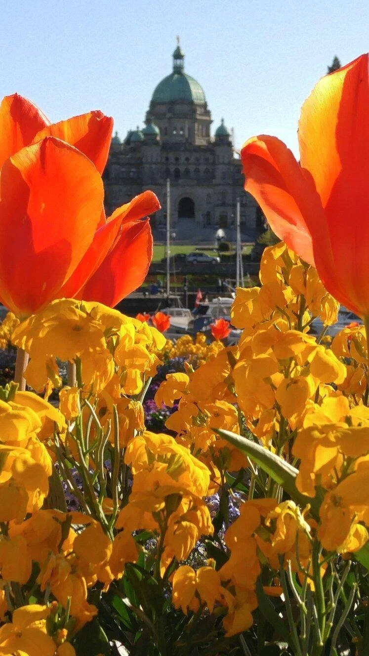 Bright orange and yellow flowers in front of a historic government building with a green dome and columns, set against a clear blue sky.