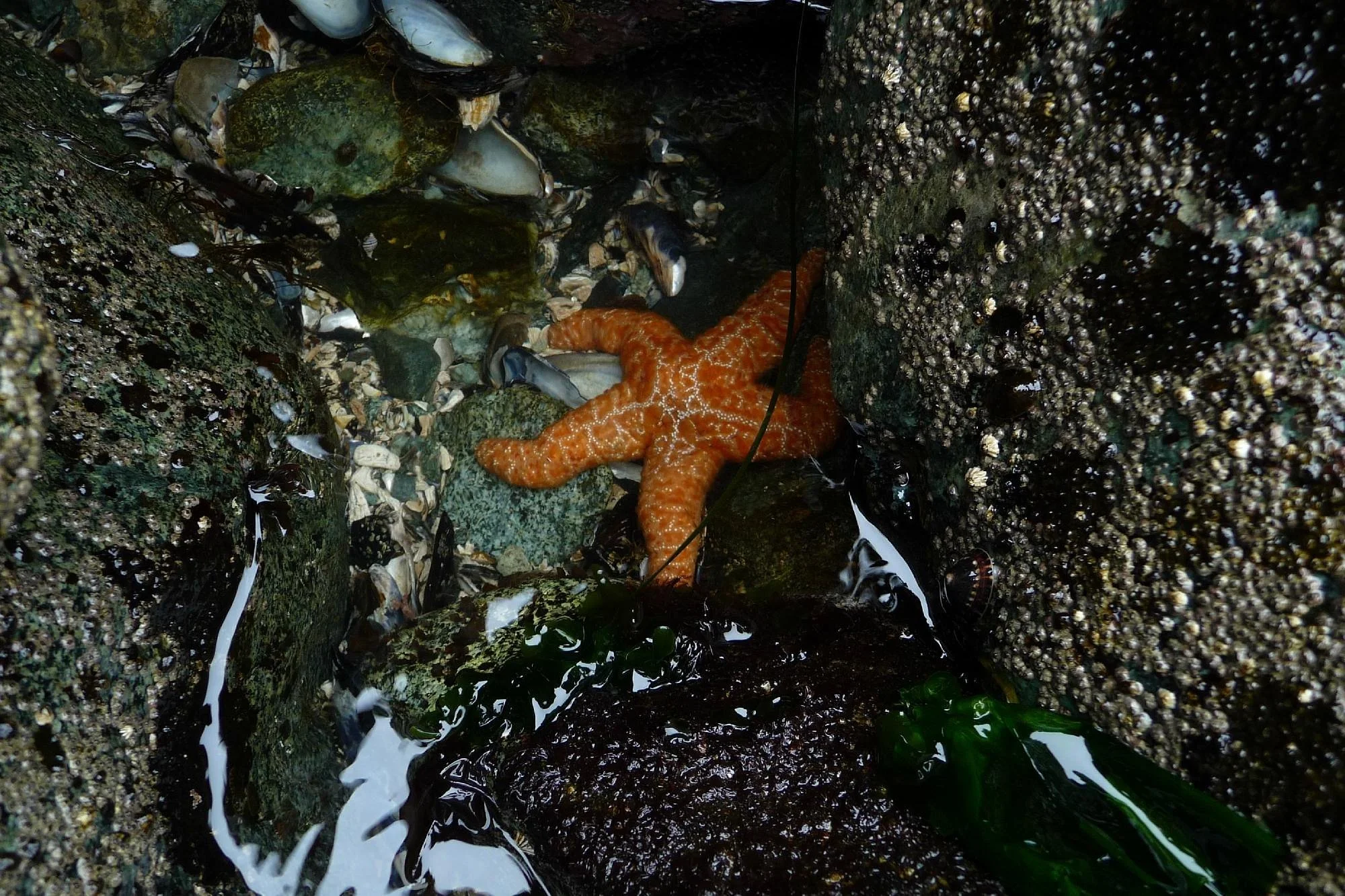 A vibrant orange starfish resting on rocks in a tidal pool surrounded by barnacles and seaweed.
