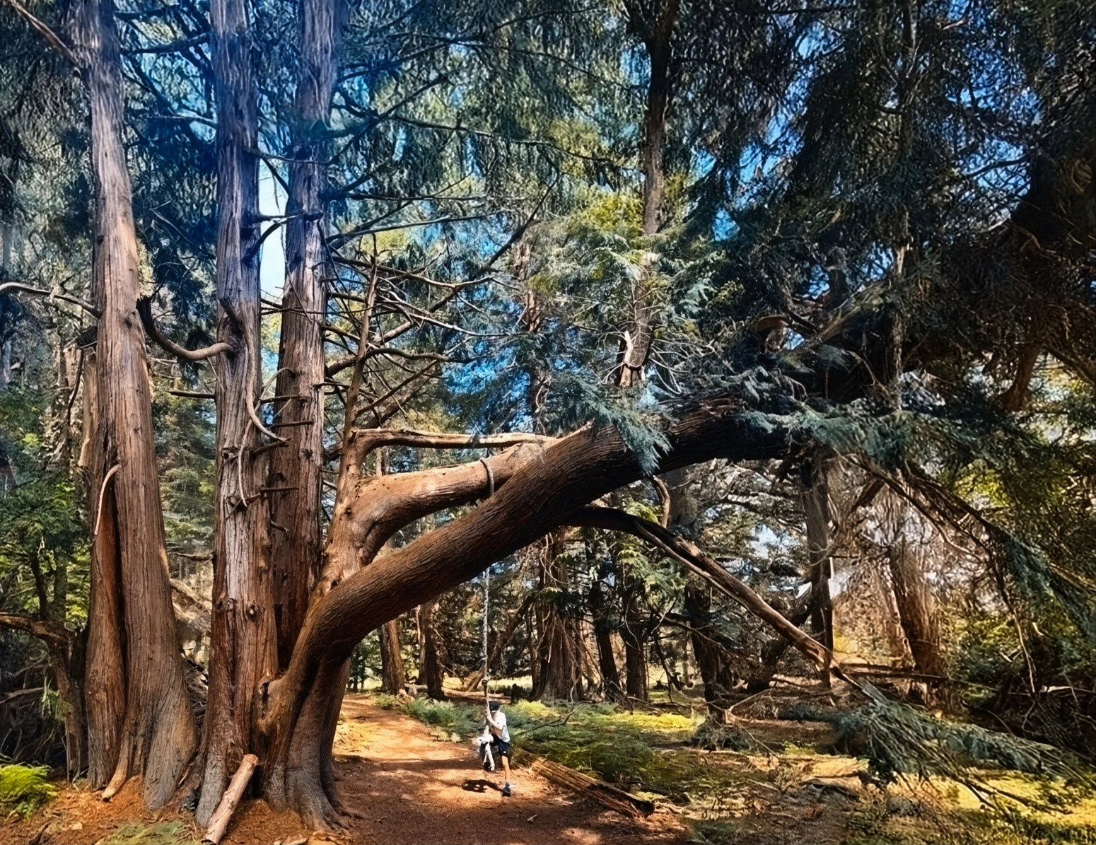 Large trees with brown trunks and green foliage in a forest setting. A person sits on a bench along a dirt path in the background.