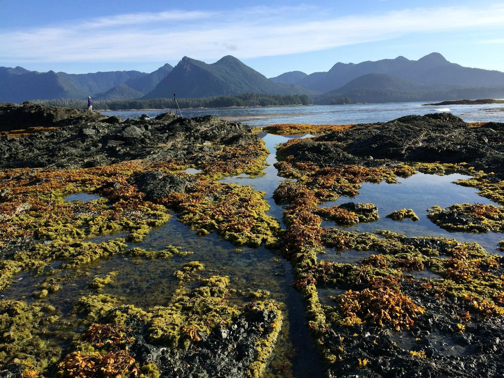 A rocky shoreline with patches of green and brown moss or seaweed, tide pools, and a person with a camera on a tripod taking pictures near a body of water. In the background, there are mountainous islands under a partly cloudy sky.