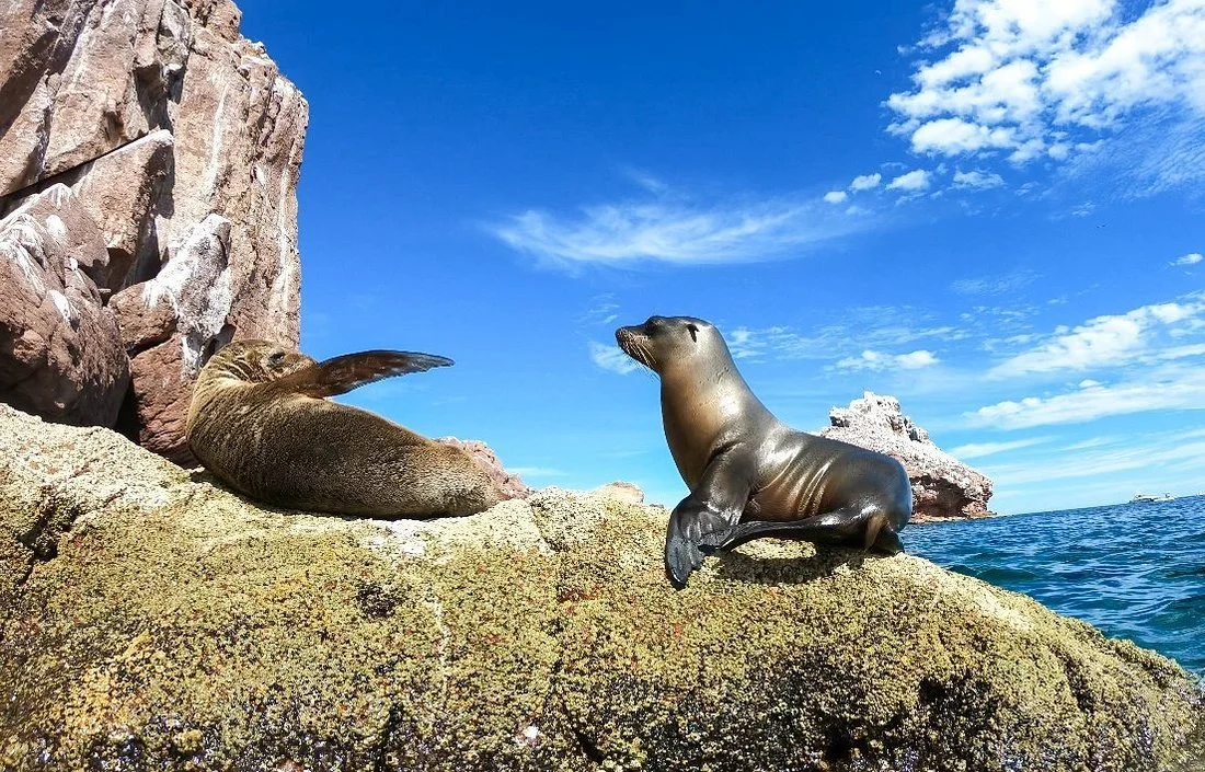 Seals resting on a rocky shore with a cliff and ocean in the background under a partly cloudy blue sky.