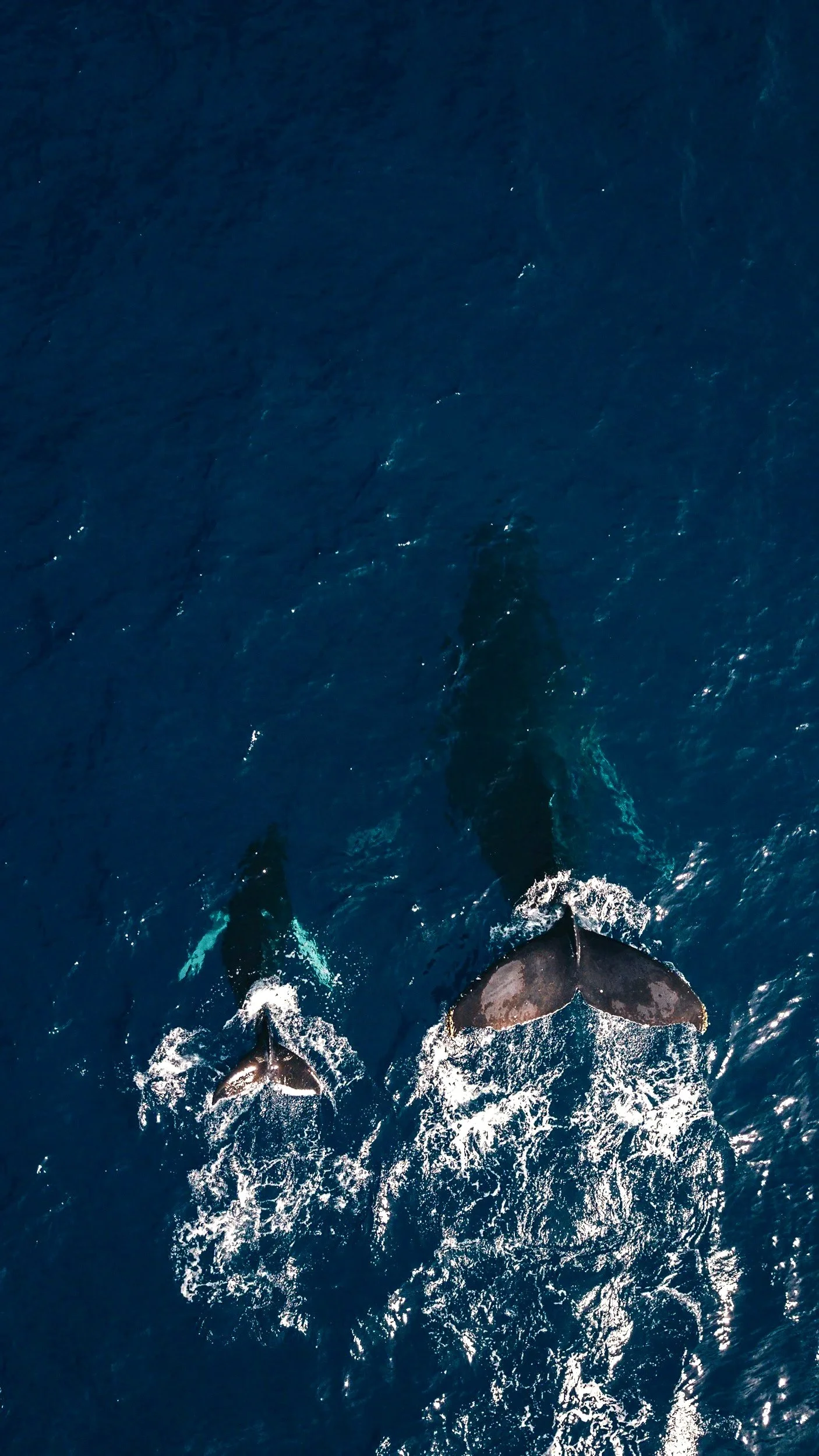 Two whales swimming in the deep blue ocean.