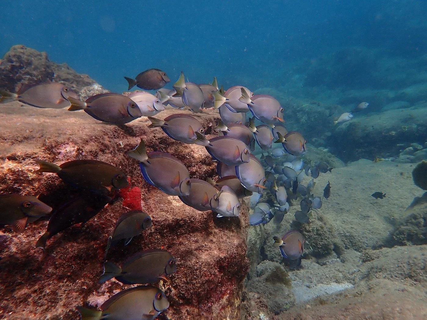 School of fish swimming near a rocky underwater surface.