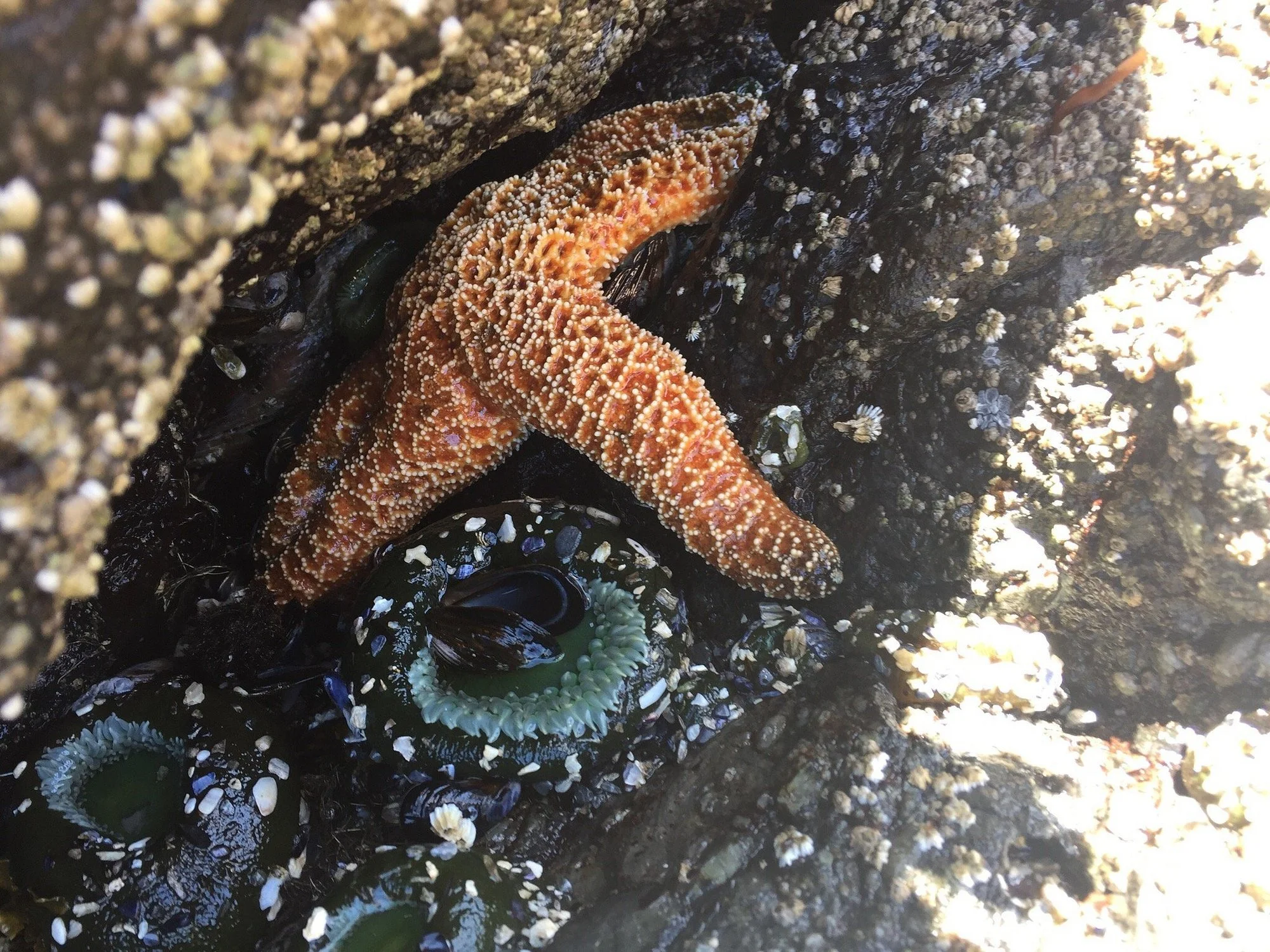 A close-up view of an orange starfish with white dots on its body, situated among rocks and barnacles on a tide pool wall.