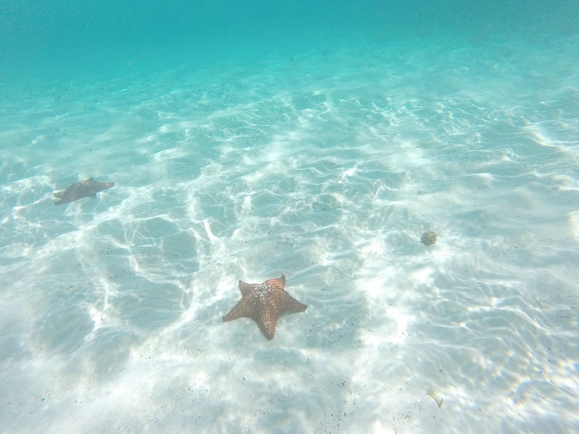 Underwater view of a starfish, a small fish, and a coral piece in clear blue seawater with rippling light reflections on the sandy bottom.