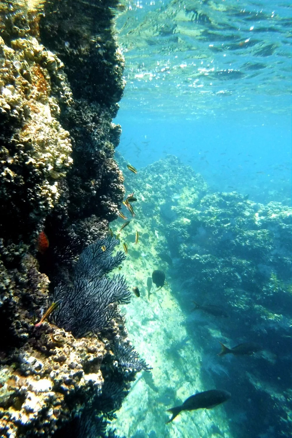Underwater scene showing a coral reef with various fish swimming around it and clear blue water.