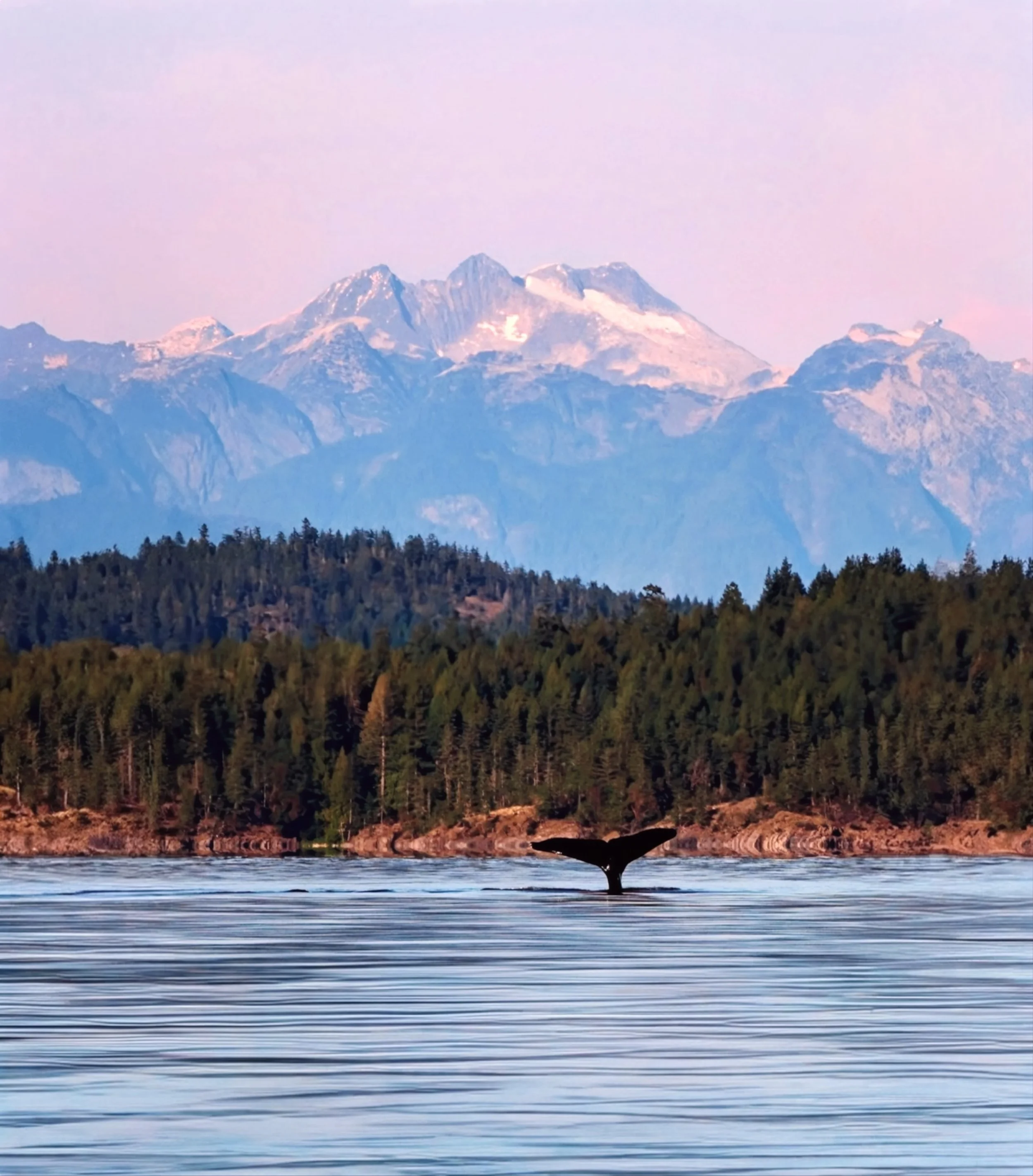 A whale's tail emerging from calm water with a forested shoreline, mountain range with snow-capped peaks in the background, under a pinkish sky.
