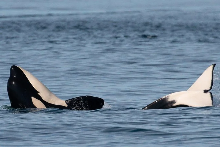 Orca whales in the ocean, visible above the water with their dorsal fins and parts of their bodies.