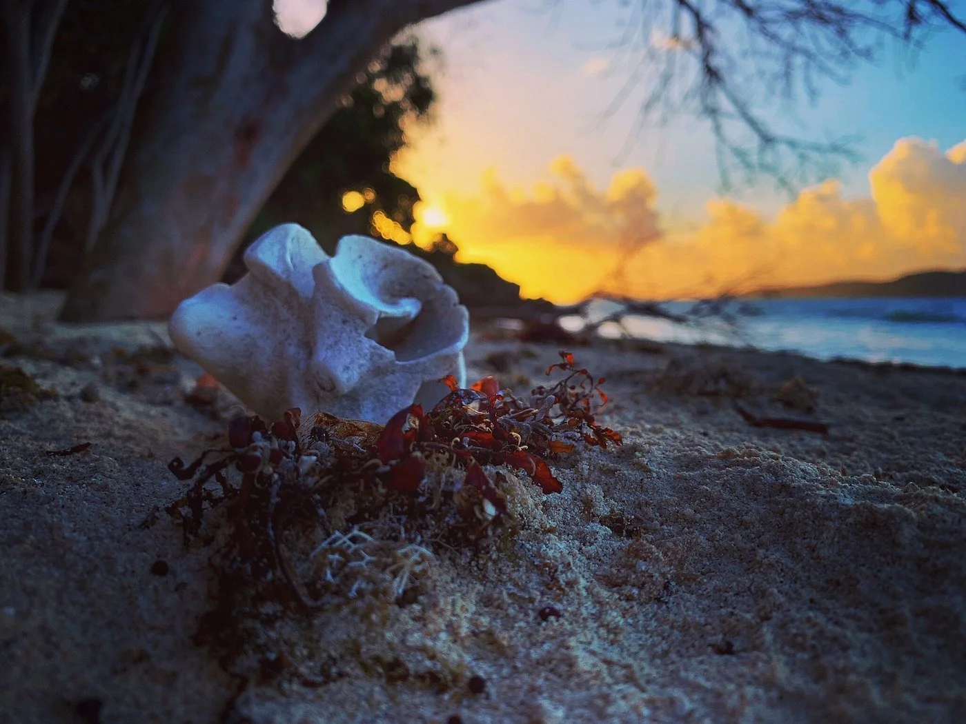 A beach scene at sunset with a large seashell and dried seaweed on the sandy shore, with the ocean and colorful sky in the background.