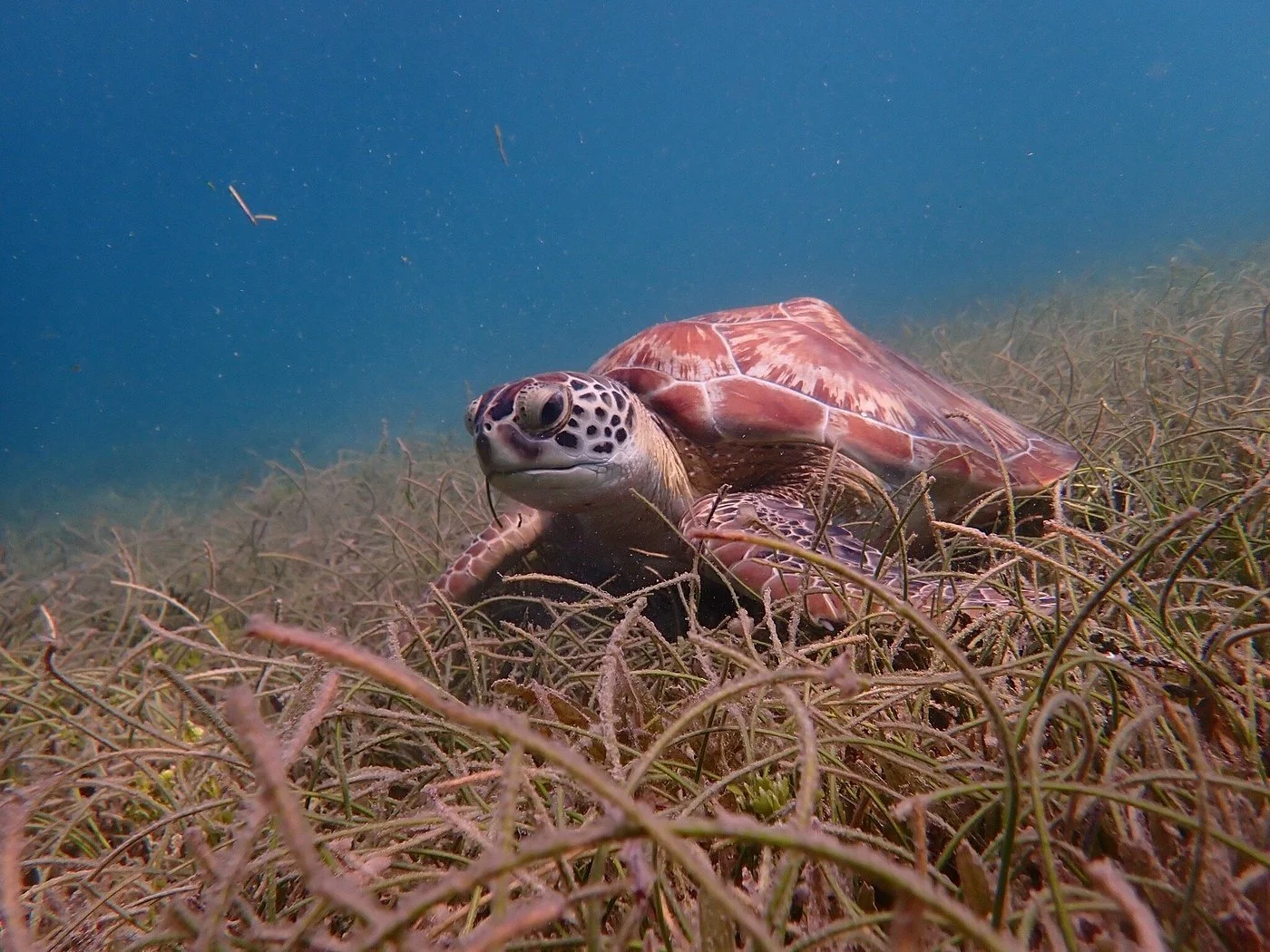 A sea turtle swimming over a bed of seagrass underwater.