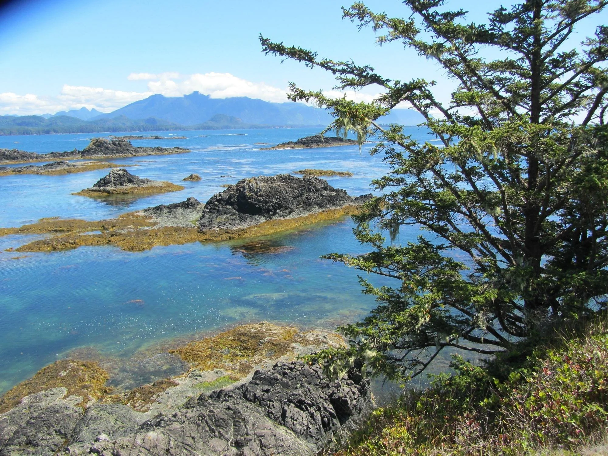 A coastal scene with clear blue water, rocks, green moss, a tree on the right, and mountains in the background under a partly cloudy sky.