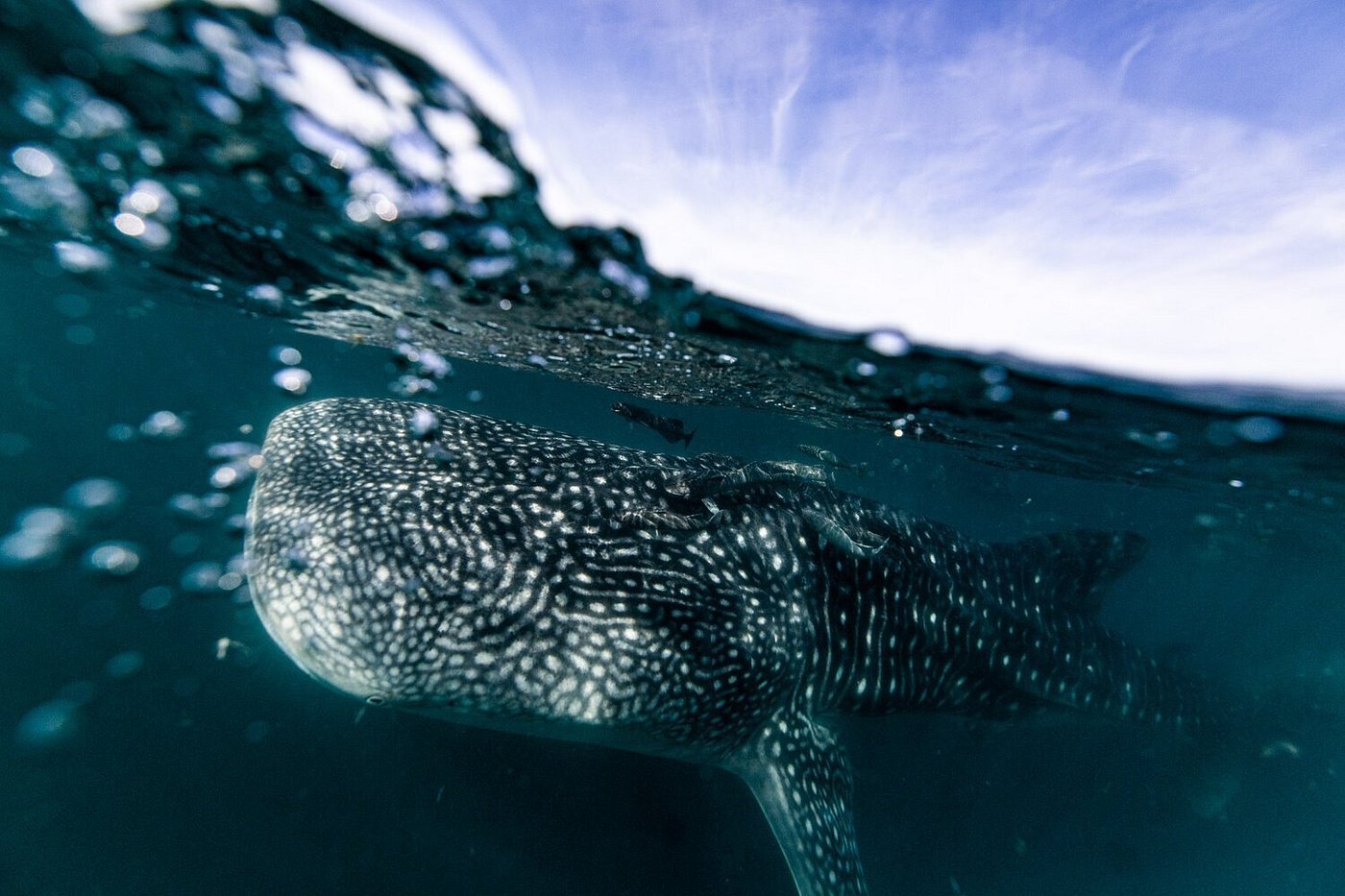 Underwater view of a whale shark swimming near the surface of the ocean with the sky visible above.