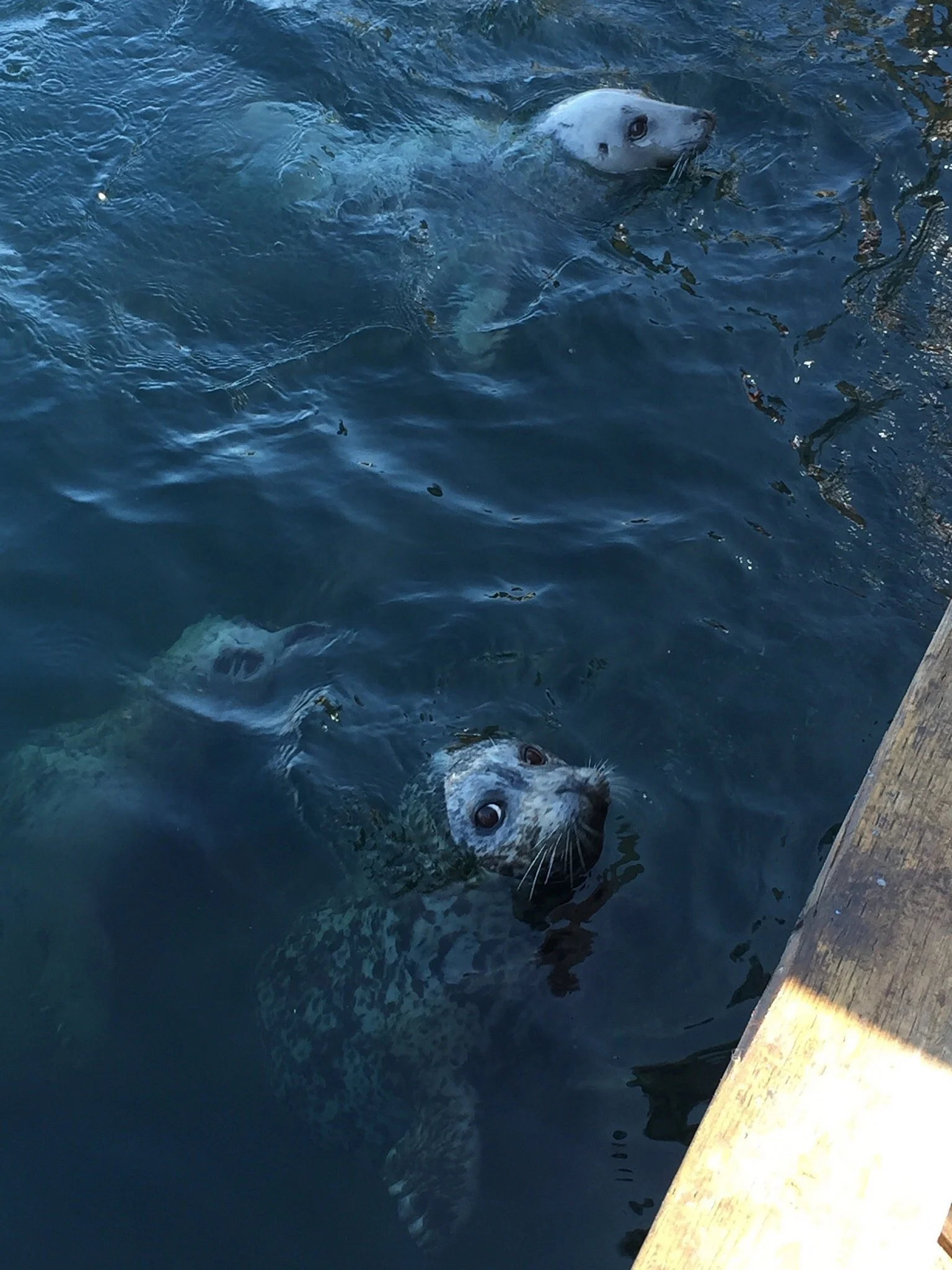 Two harbor seals swimming near a wooden dock, with one looking up at the camera and the other swimming further away.