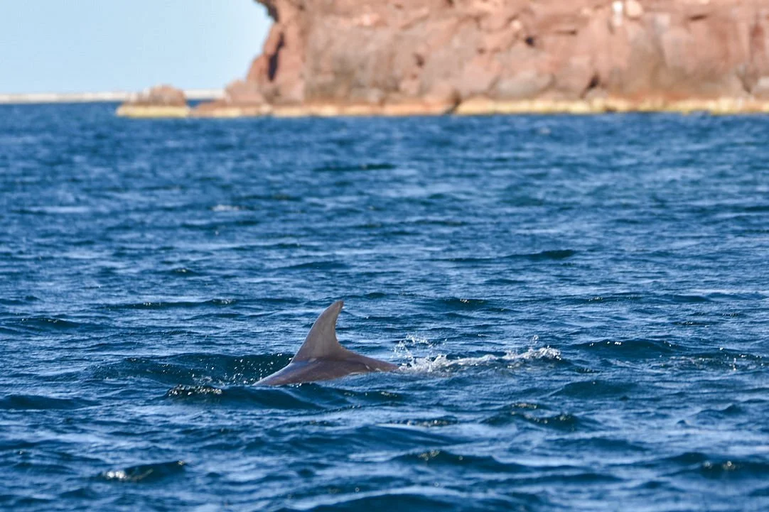 A dorsal fin of a shark above the water in the ocean near a rocky shoreline.