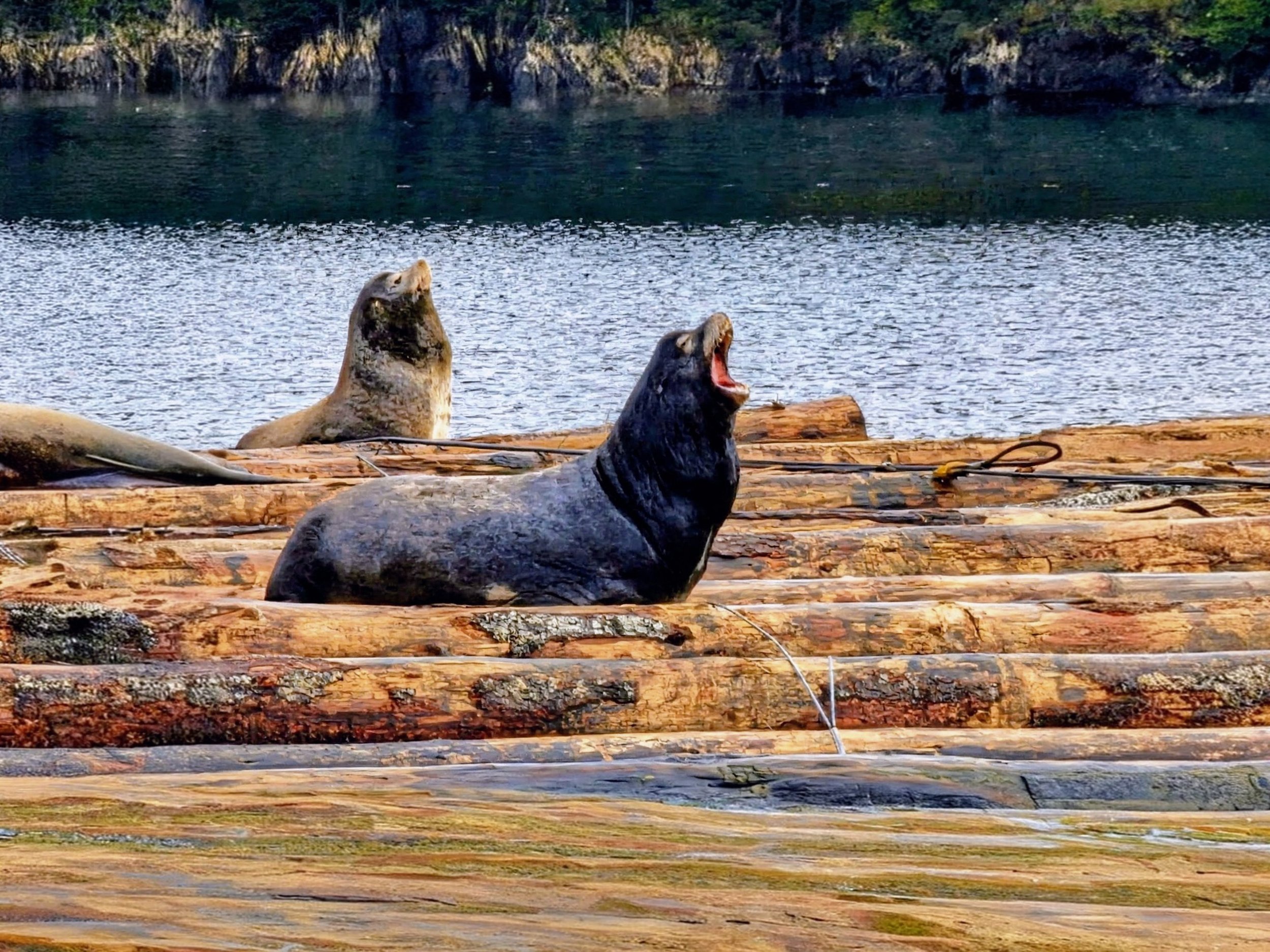 Sea lions resting on logs near a body of water with a forested shoreline in the background, one sea lion appears to be yawning.