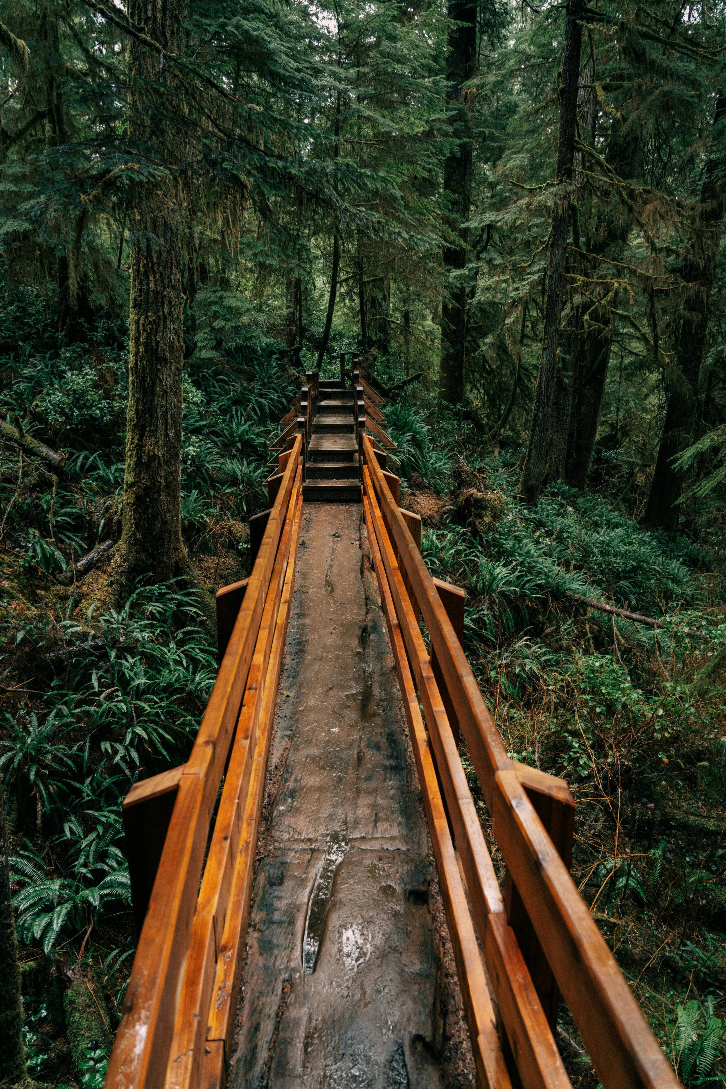 Wooden boardwalk trail through a lush, green forest with tall trees and dense foliage.