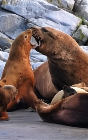 Two sea lions on a rocky shoreline, one with its mouth open and the other facing it.