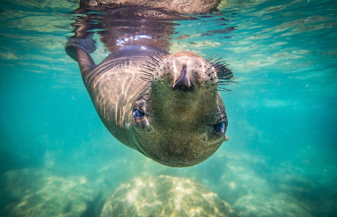 A seal underwater with its head and front flippers visible, swimming towards the camera, with rocks and water in the background.
