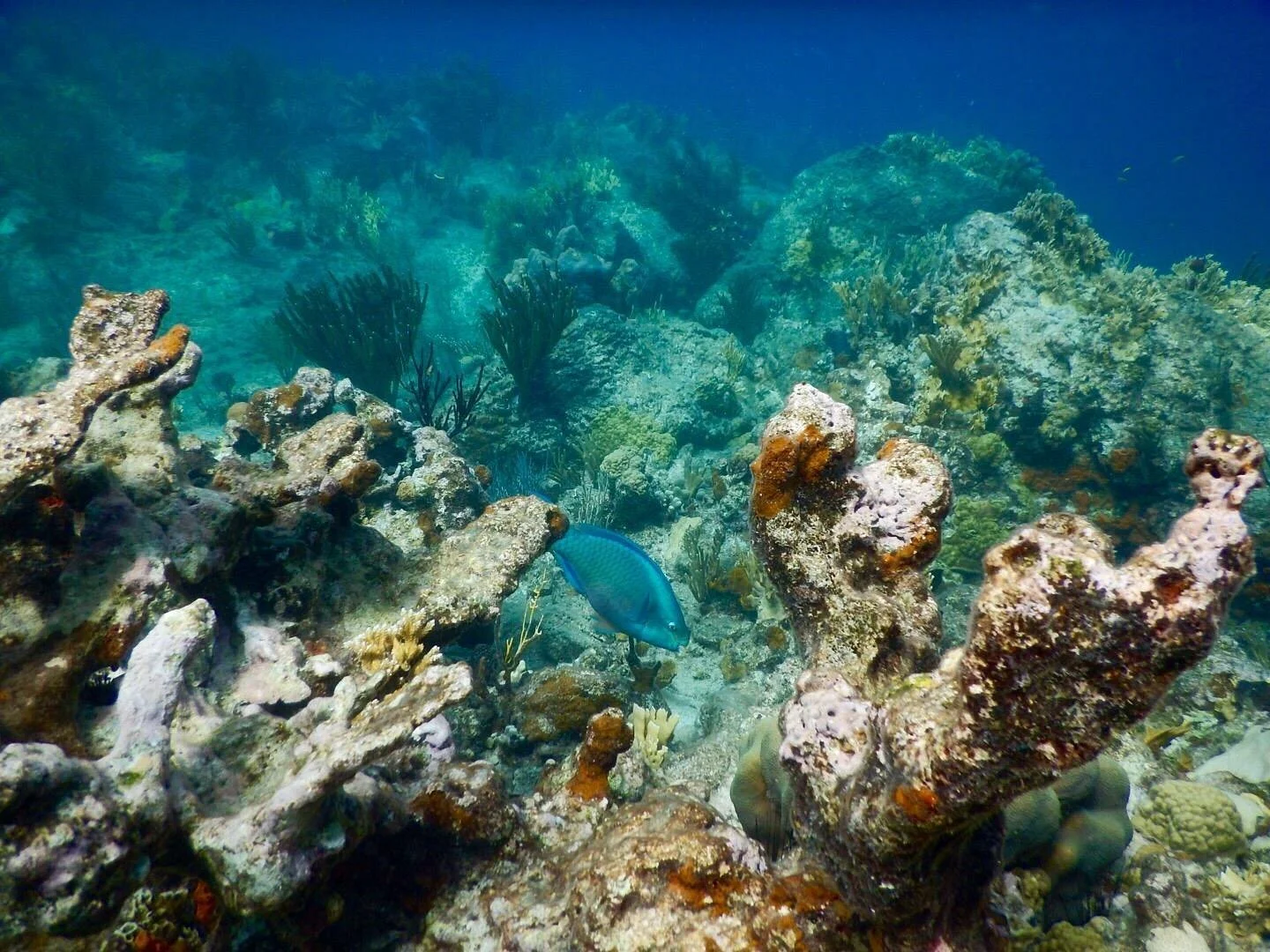 Underwater coral reef with various corals and a blue fish swimming among the rocks and coral.