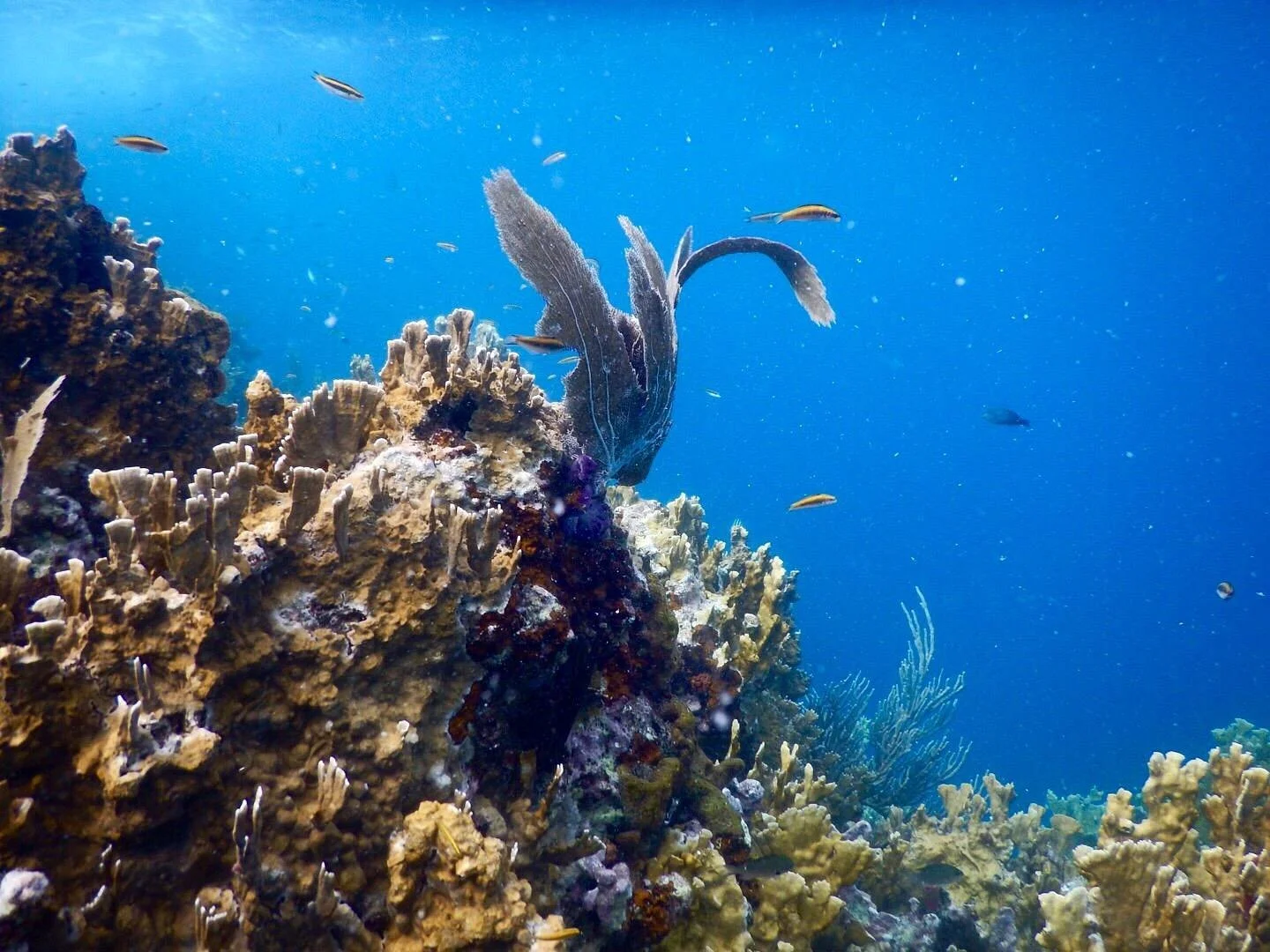 Underwater scene with coral reef, small fish, and a large striped fish swimming among coral formations.