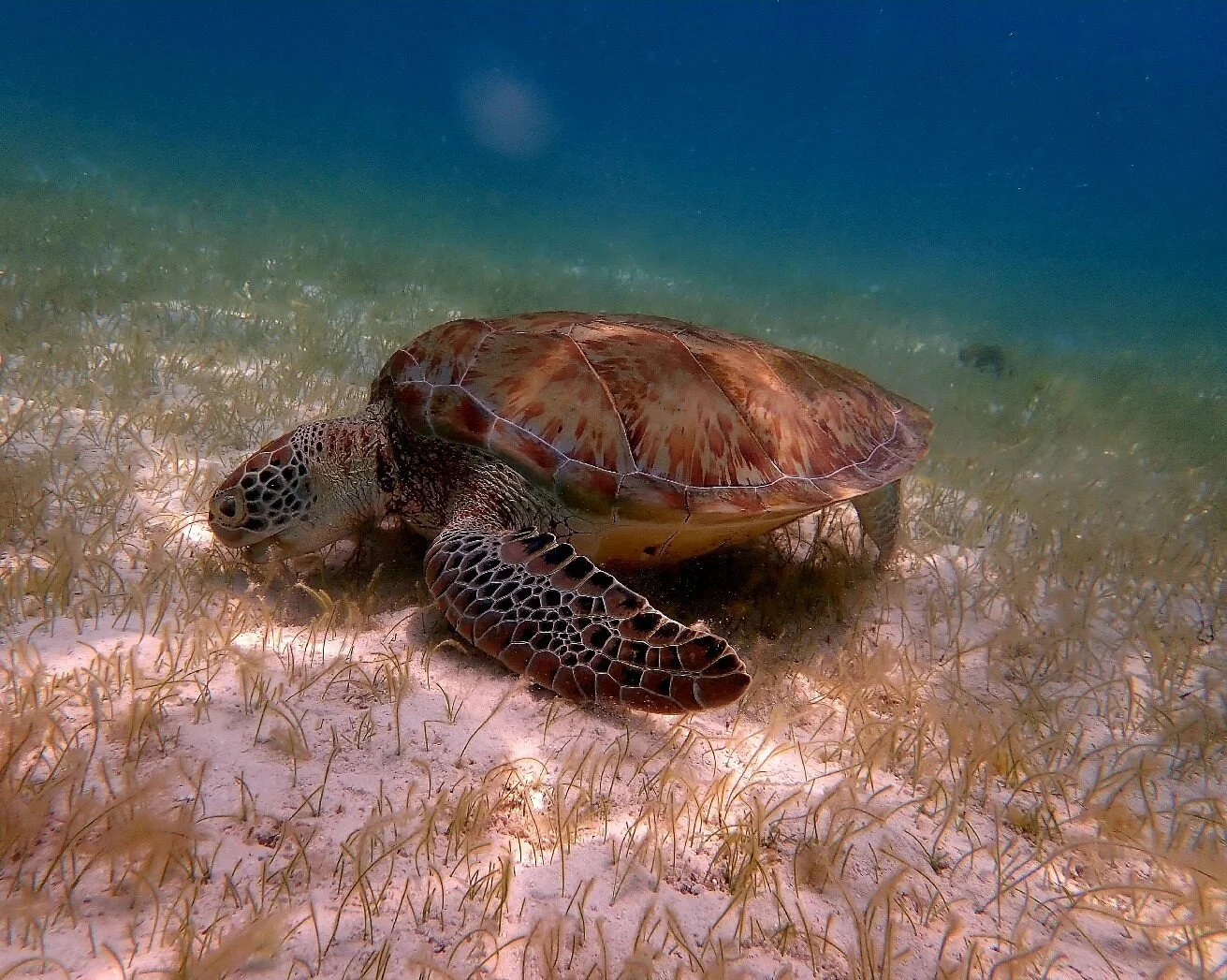 Underwater scene with a sea turtle swimming close to the sandy ocean floor covered in seagrass.