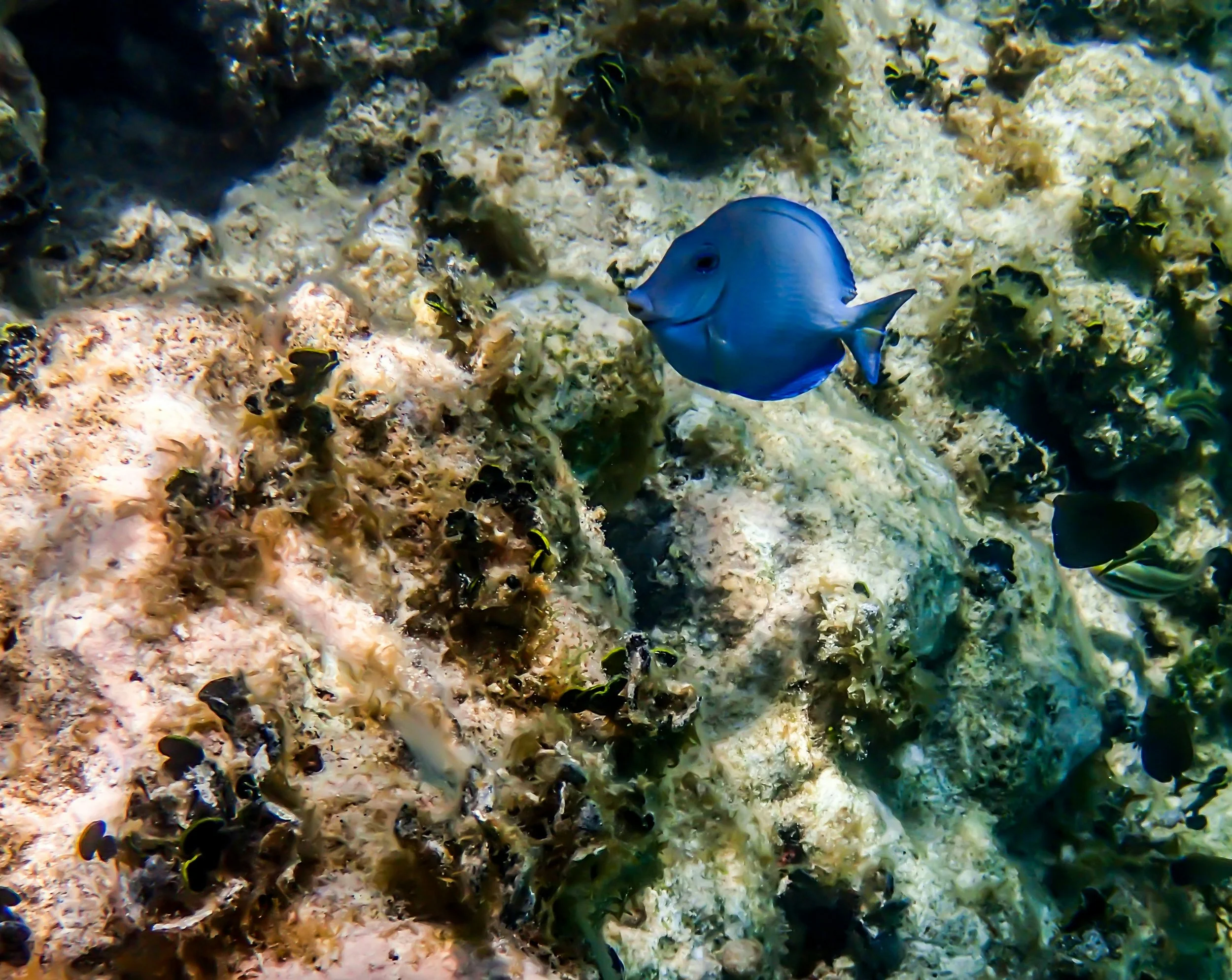 A blue fish swimming near coral and marine life on the ocean floor.