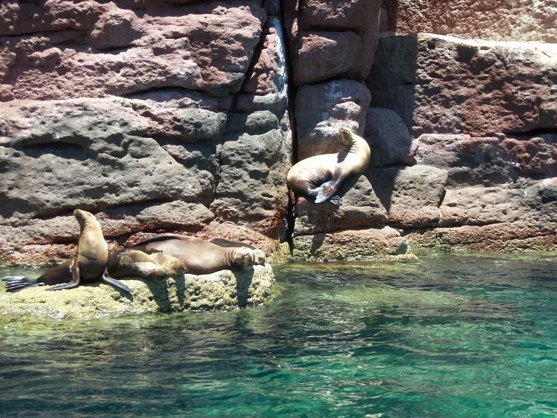 Three seals resting and climbing on rocky shoreline by the water.