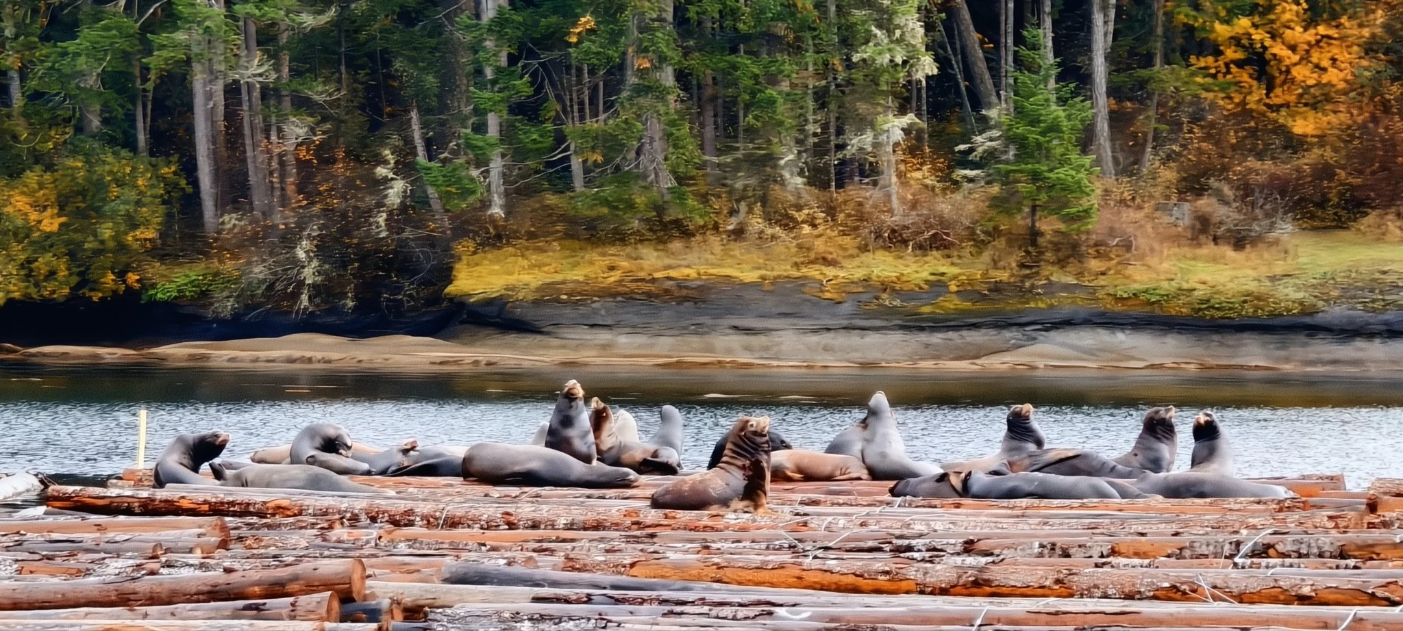 A group of sea lions resting on logs near the shoreline of a river, with a wooded forest in the background.