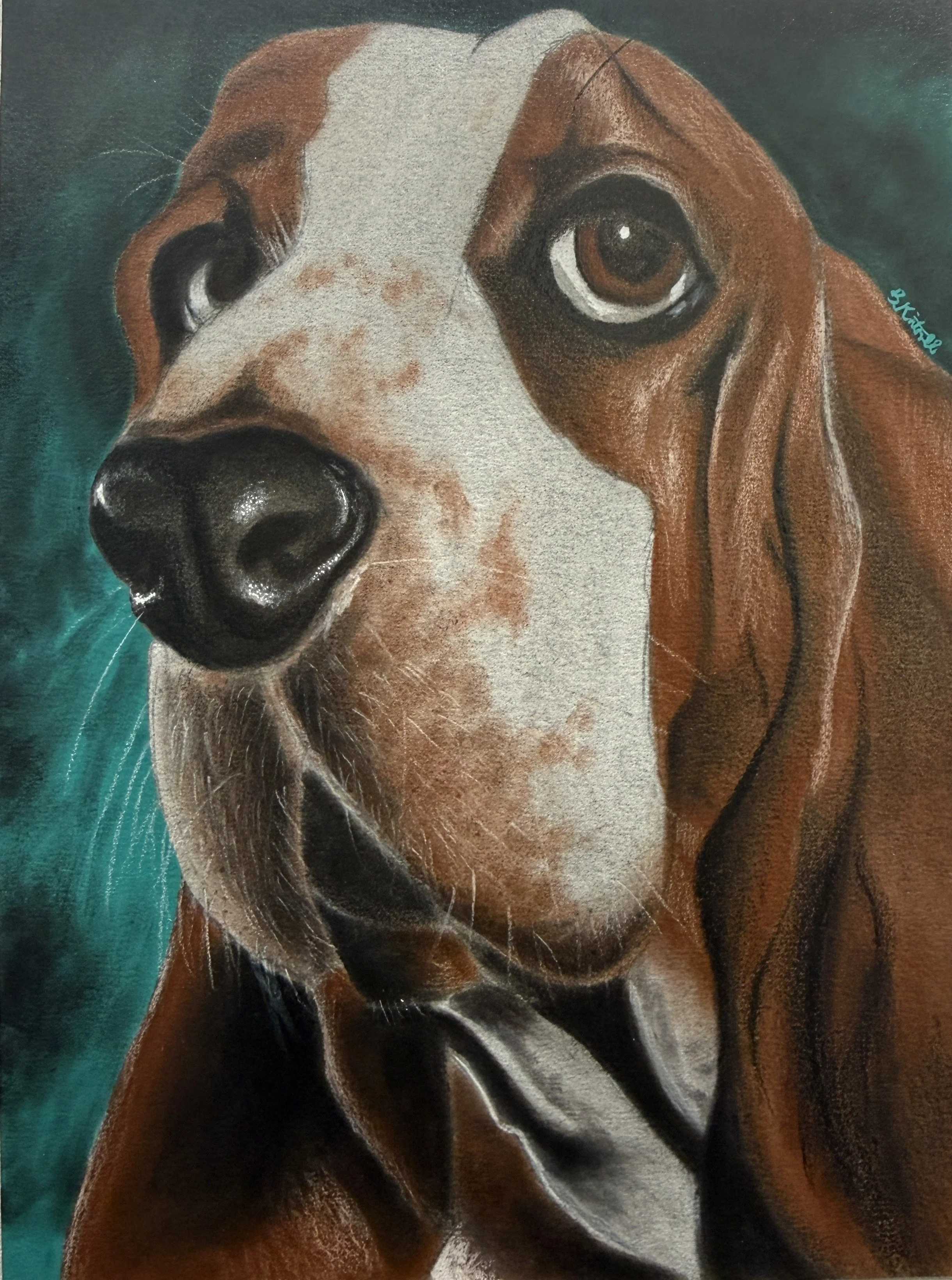 McGruff
Pan pastel and Prismacolor pencil
"6x9"
2025