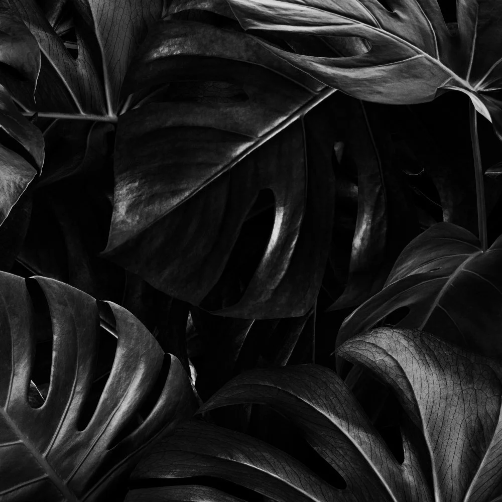 Close-up of tropical monstera leaves in black and white, showcasing the large, textured leaves with characteristic natural holes.