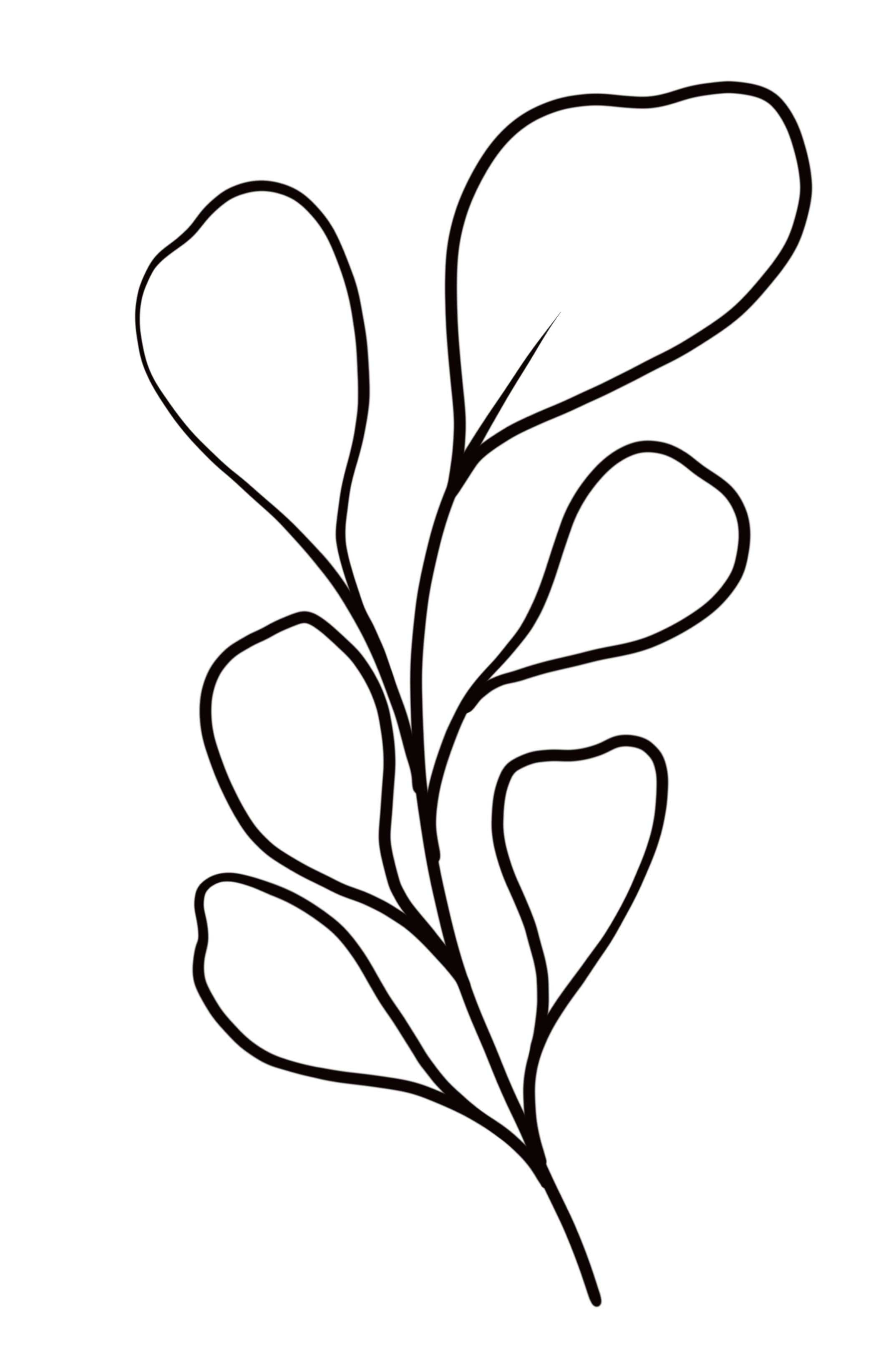 Outline of a branch with multiple oval-shaped leaves.