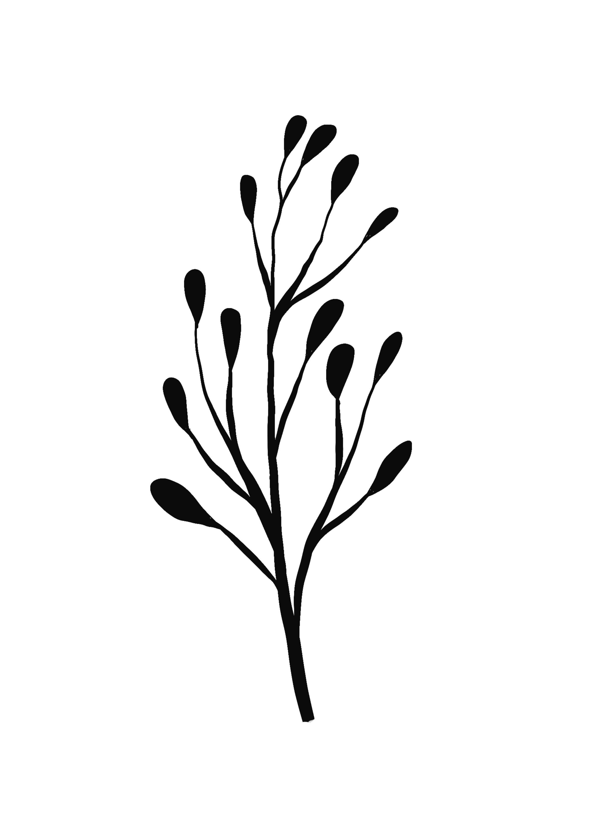 Silhouette of a sprig of eucalyptus with multiple oval-shaped leaves on thin branches.