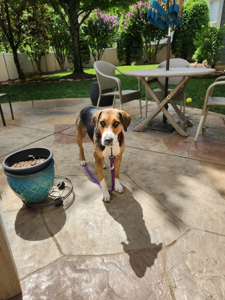 Ellie2.jpg