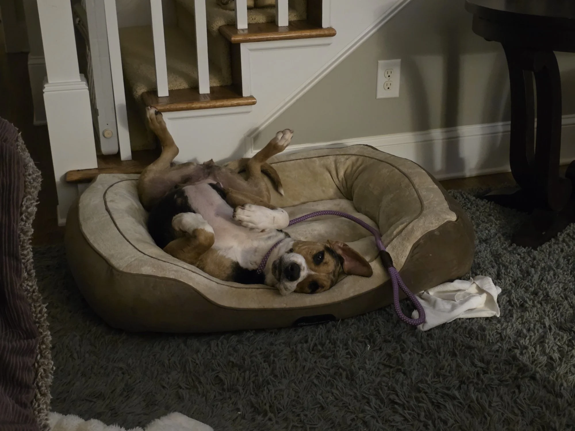 Ellie5.jpg