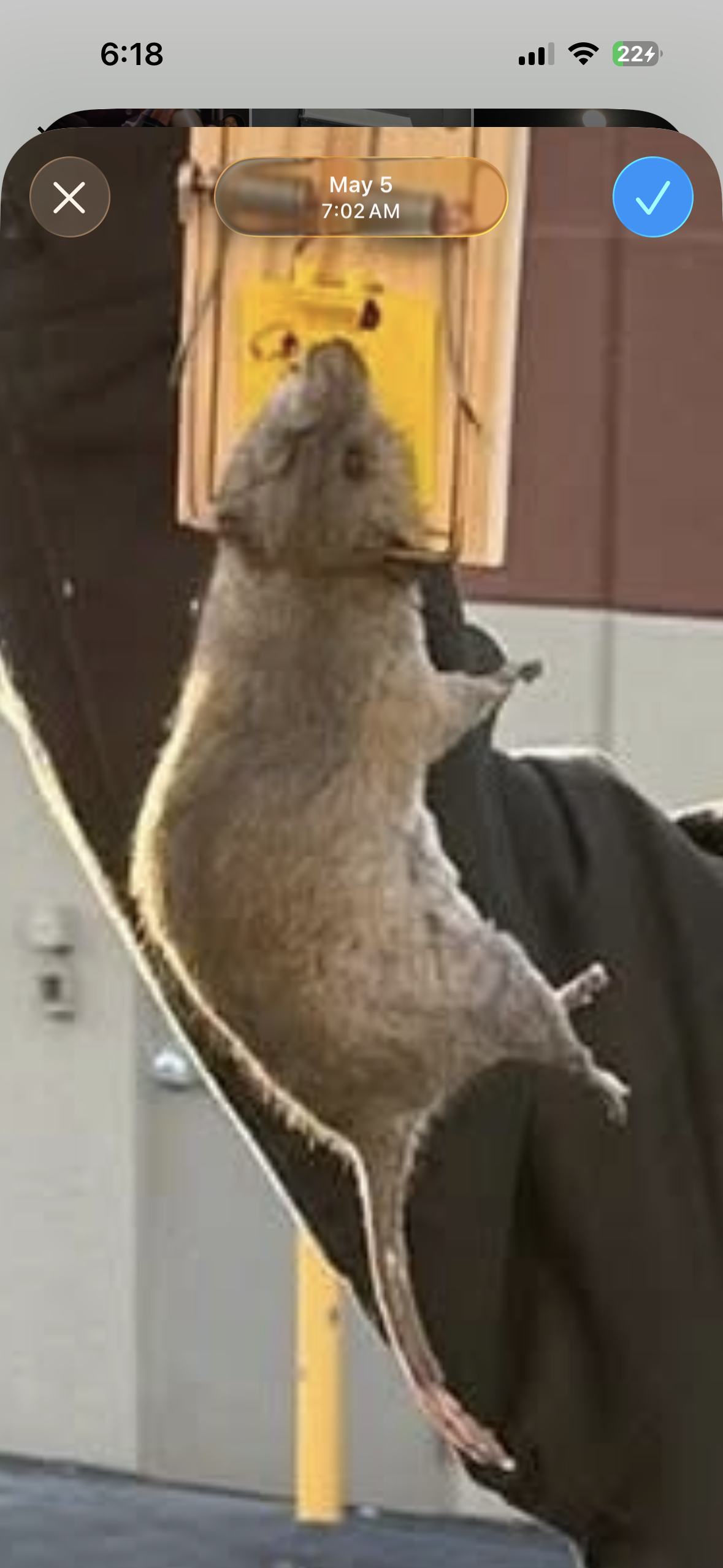 A hamster standing on its hind legs, leaning against a yellow sign, inside a room with cabinets, near a black backpack.