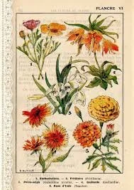 French Botanical.jpeg