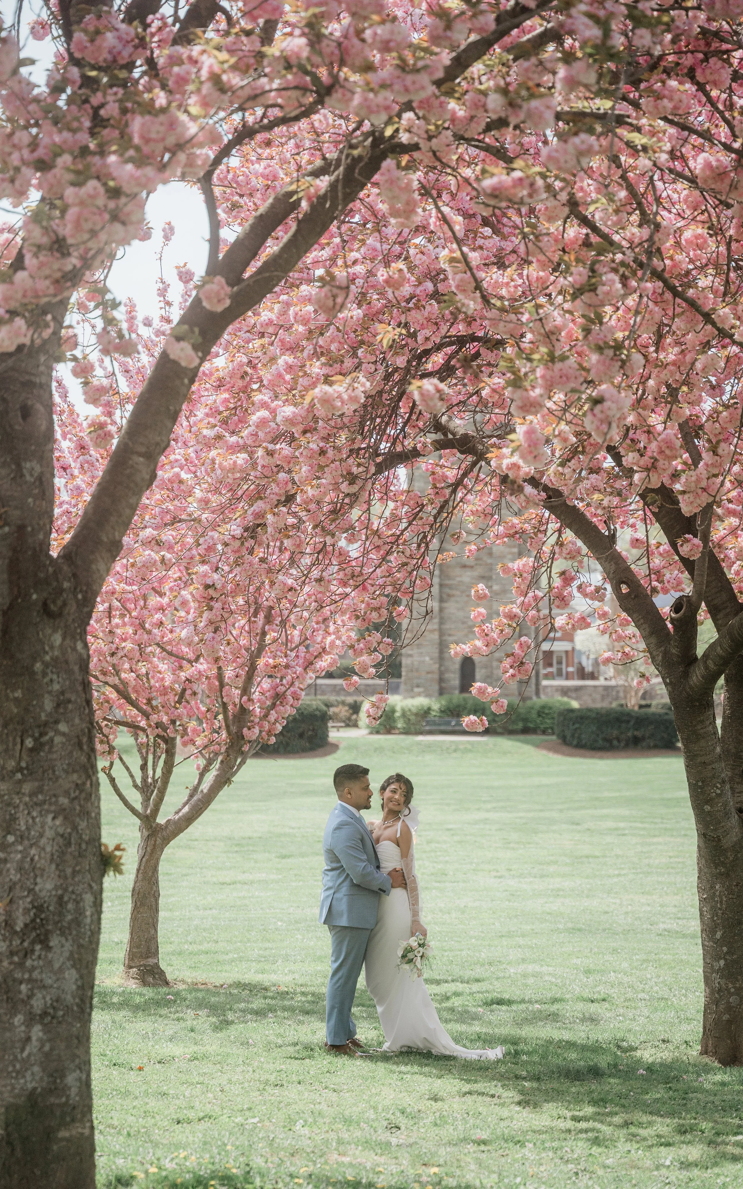 A wedding couple standing under blooming pink cherry blossom trees in a park with green grass and a building in the background.