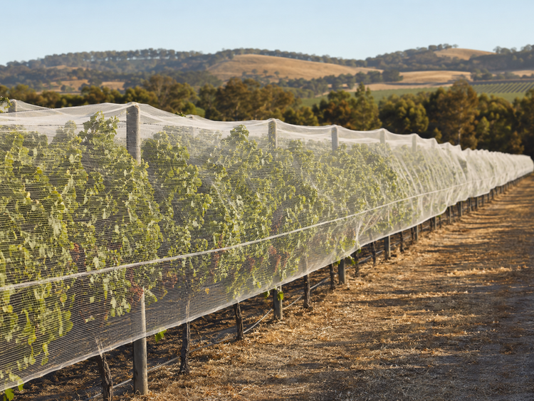 Bird netting for vineyard and agricultural crop protection