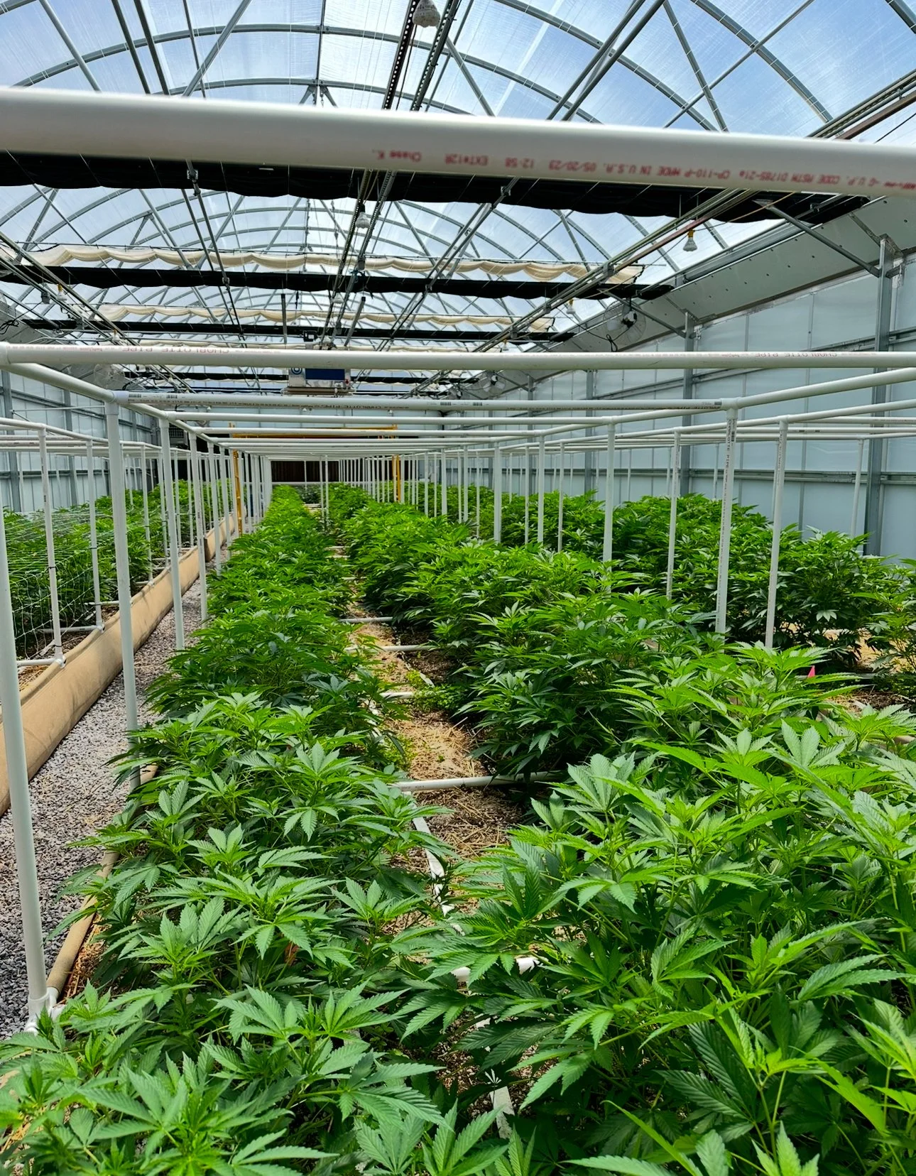 Indoor greenhouse with rows of cannabis plants under a glass roof and metal framework.