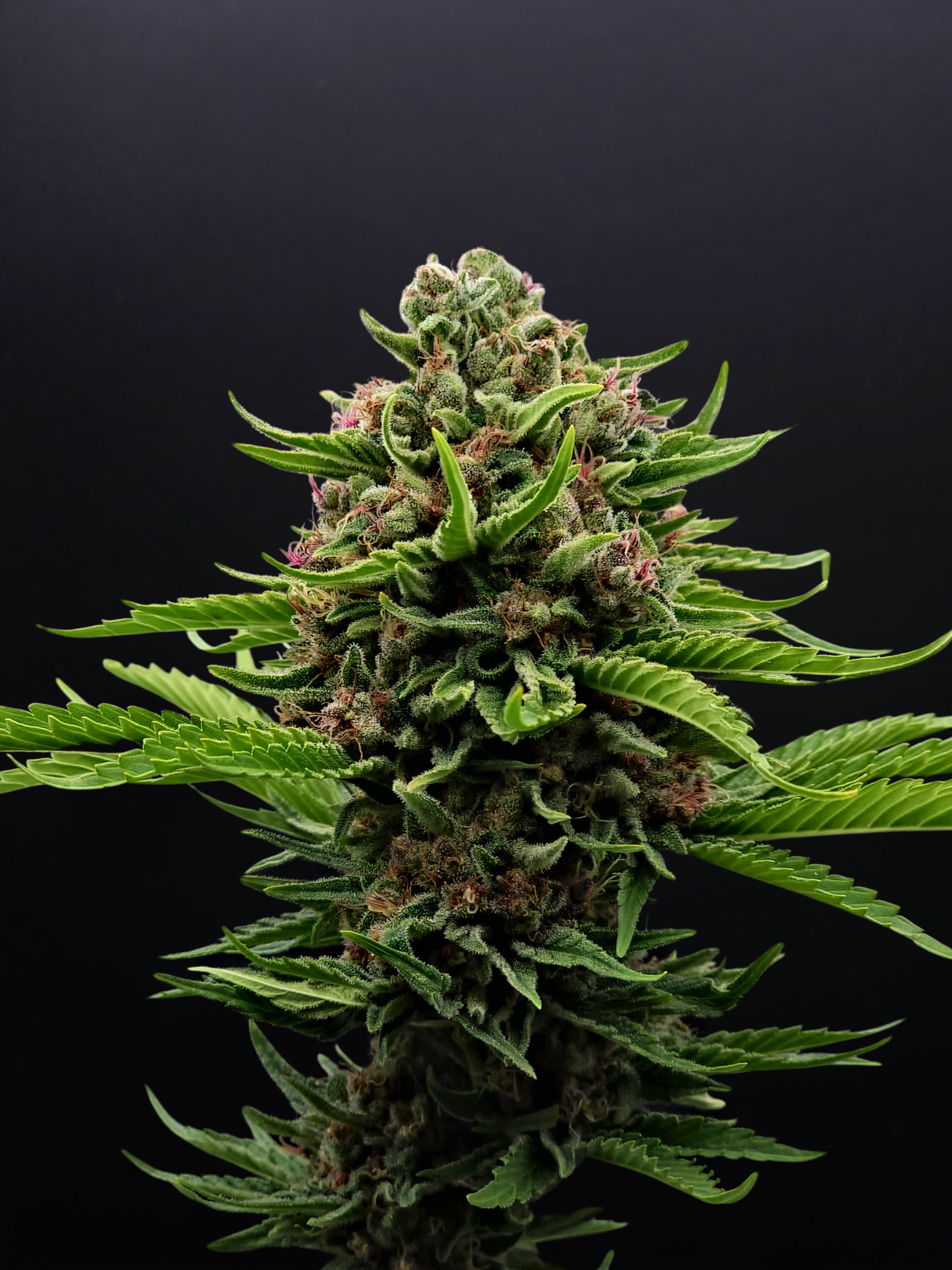 Close-up of a cannabis plant with dense buds and green leaves against a black background.