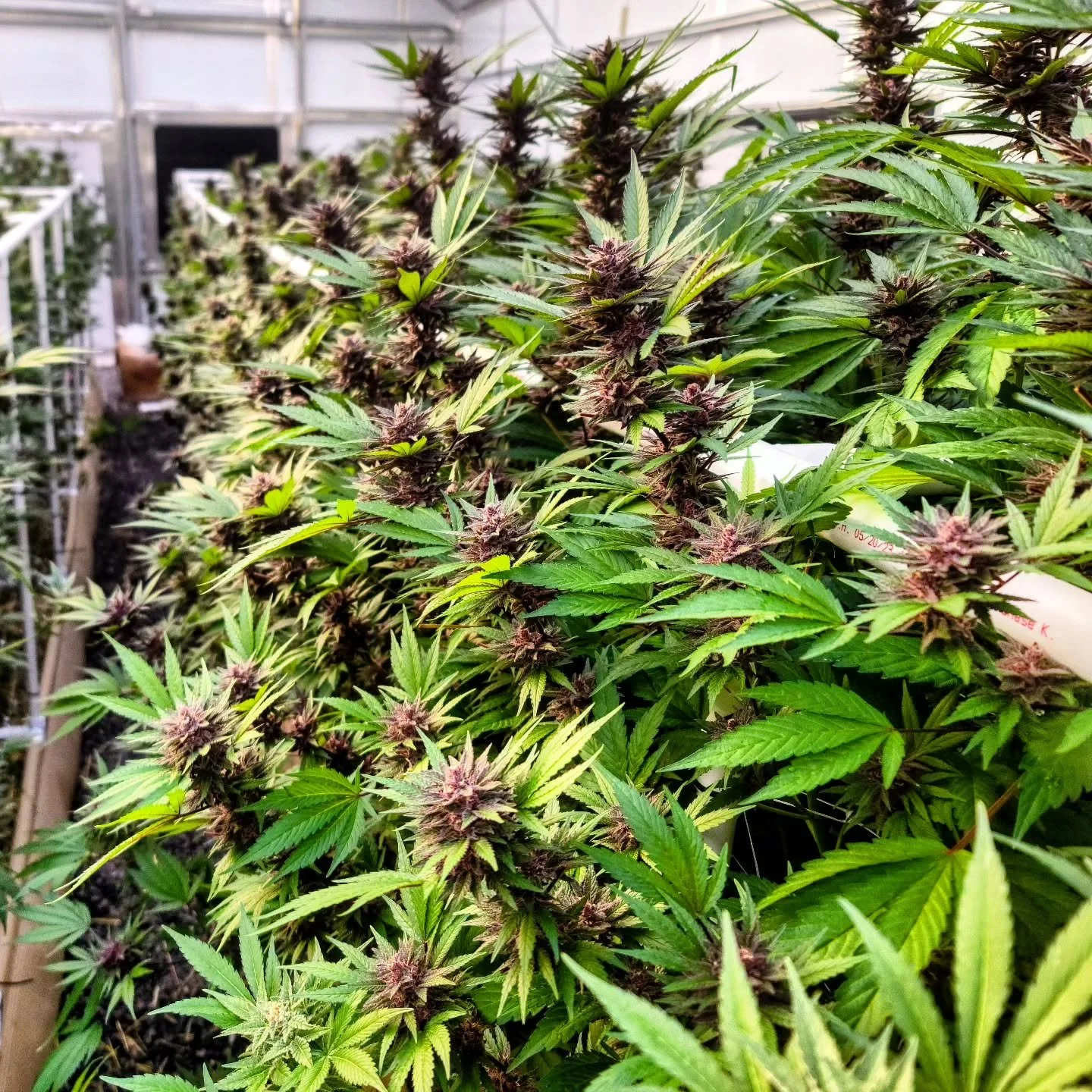 Deep purple flowers stacking up beautifully 💜

In early flower we strip lower buds and large fan leaves to keep airflow and light moving. That way the plant can push all its energy into strong, resin-packed tops.

#ARCfarms #CraftGrown #HighCBD #Org
